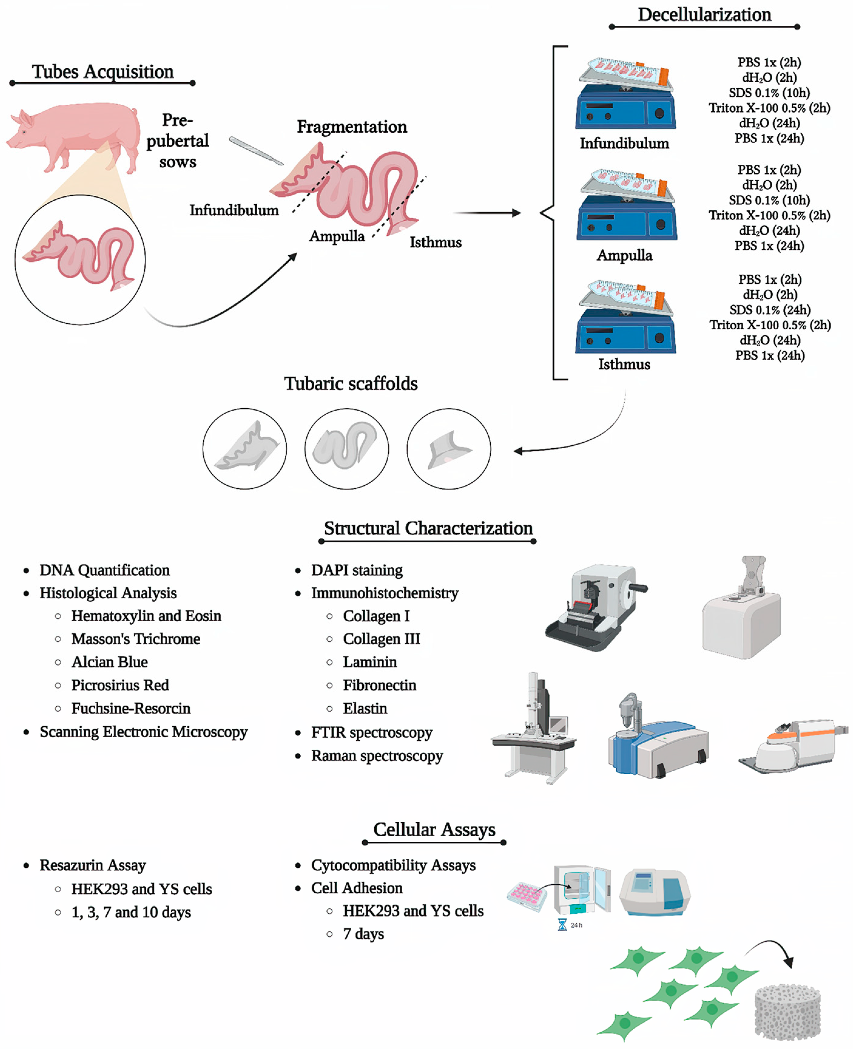 Biomimetics 09 00382 g001