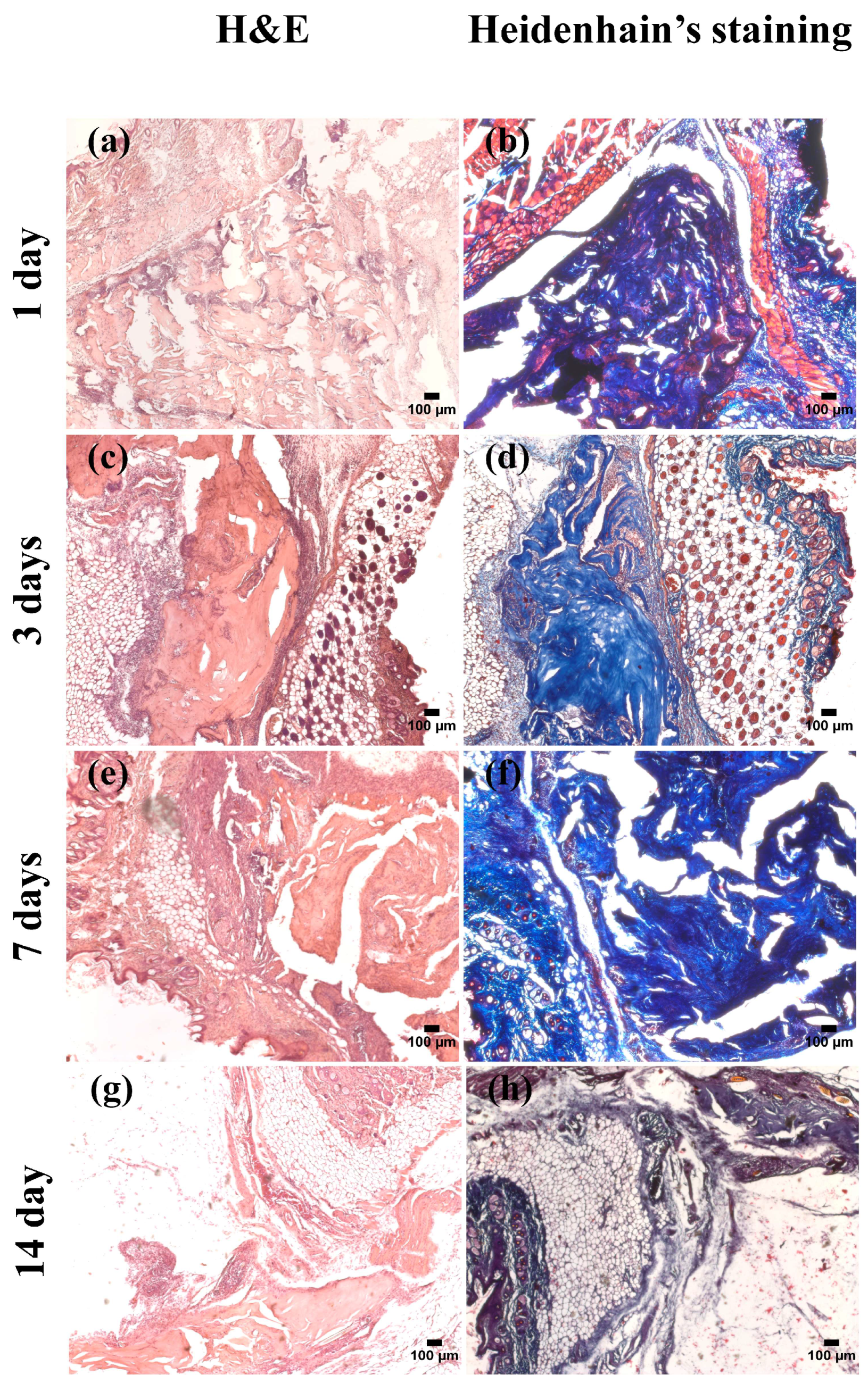Biomimetics 09 00405 g004