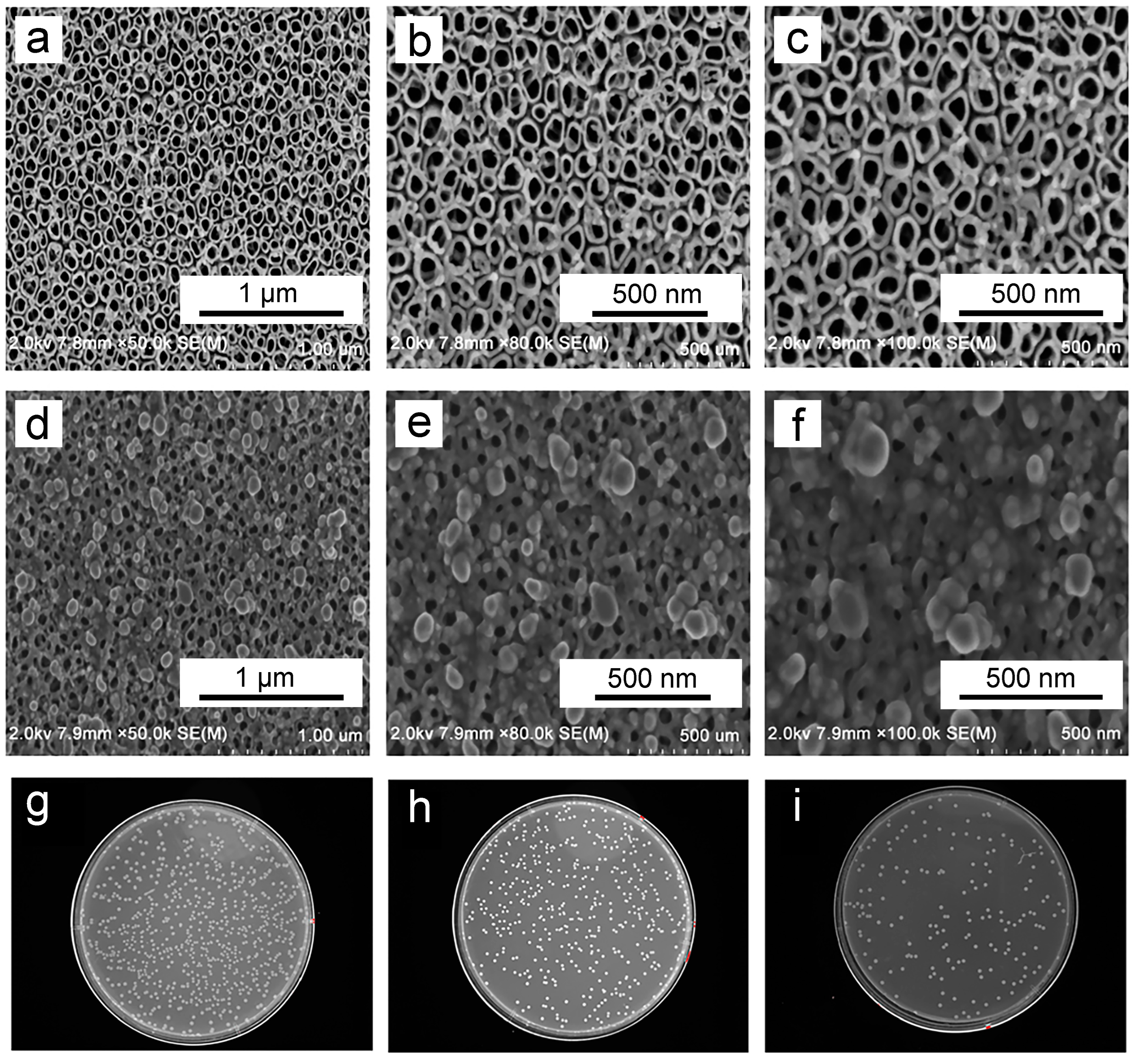 Biomimetics 09 00408 g008 Biomimetics 09 00408 g008