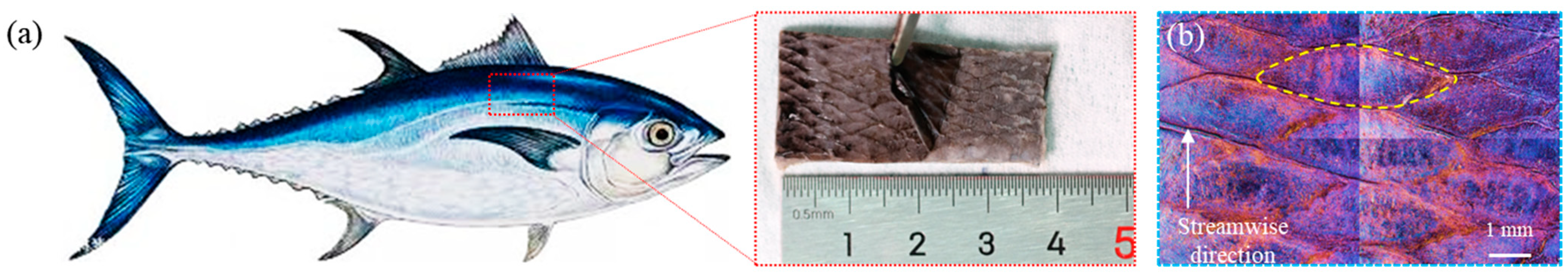Biomimetics 09 00415 g001 Biomimetics 09 00415 g001