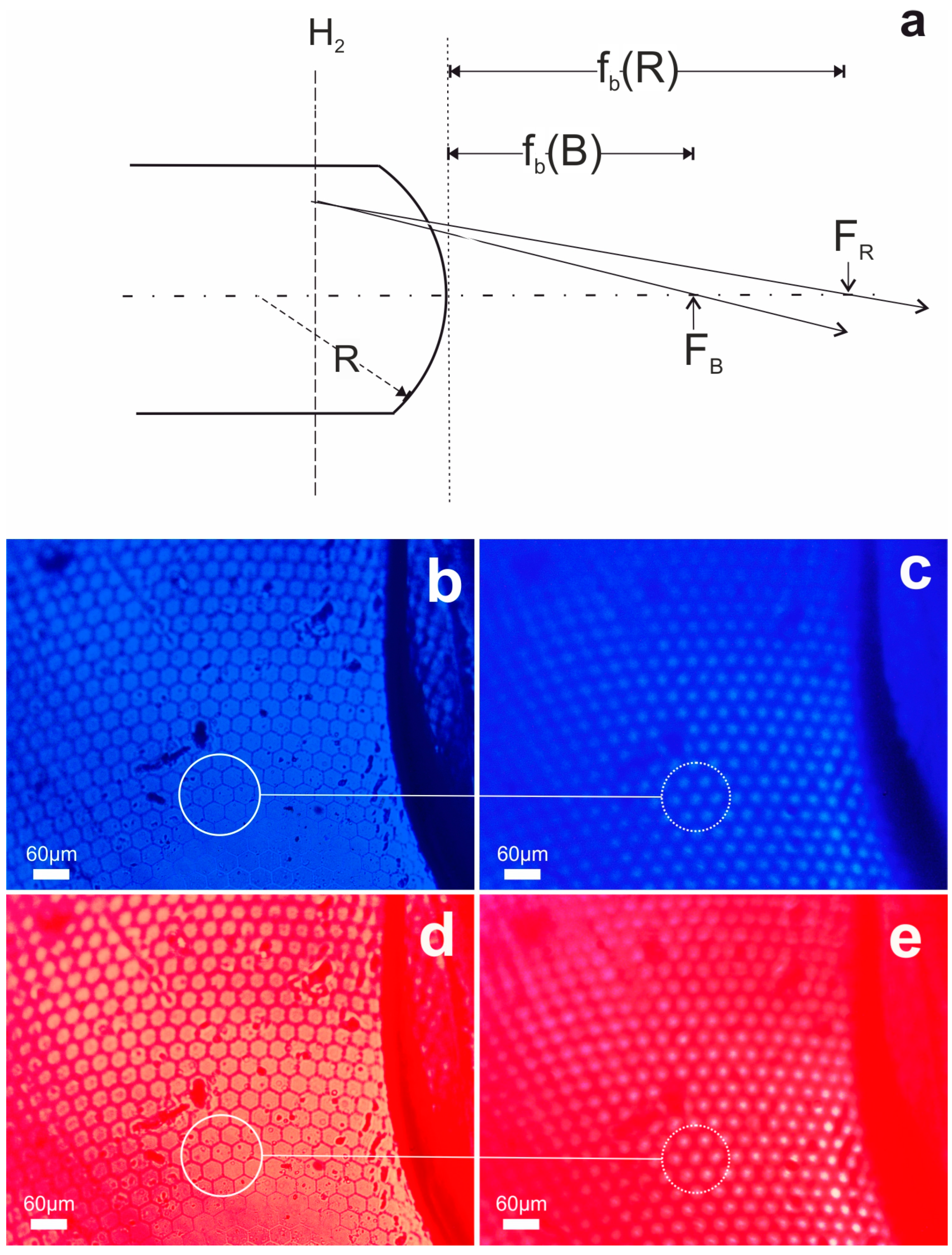 Biomimetics 09 00487 g005
