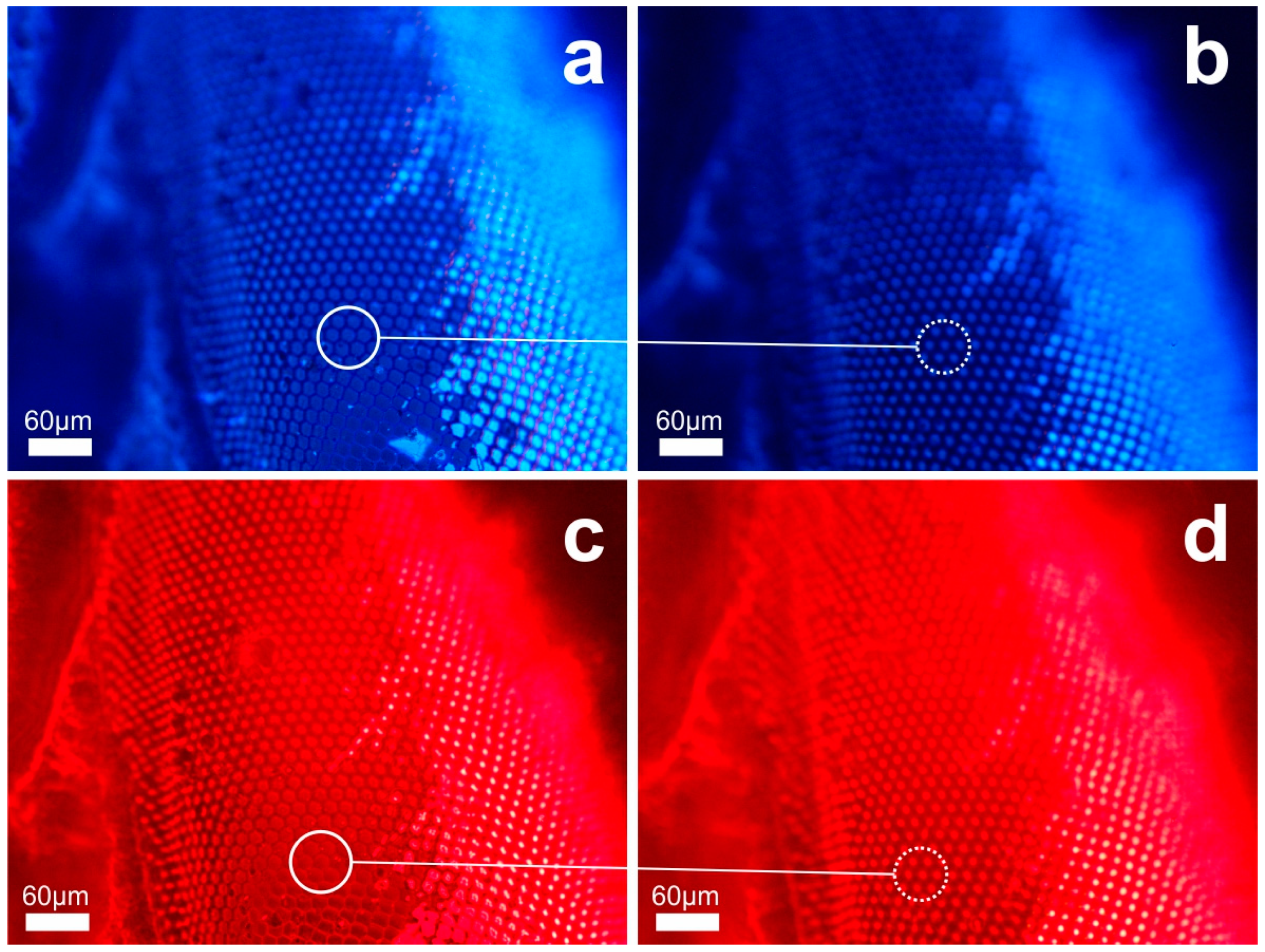 Biomimetics 09 00487 g007
