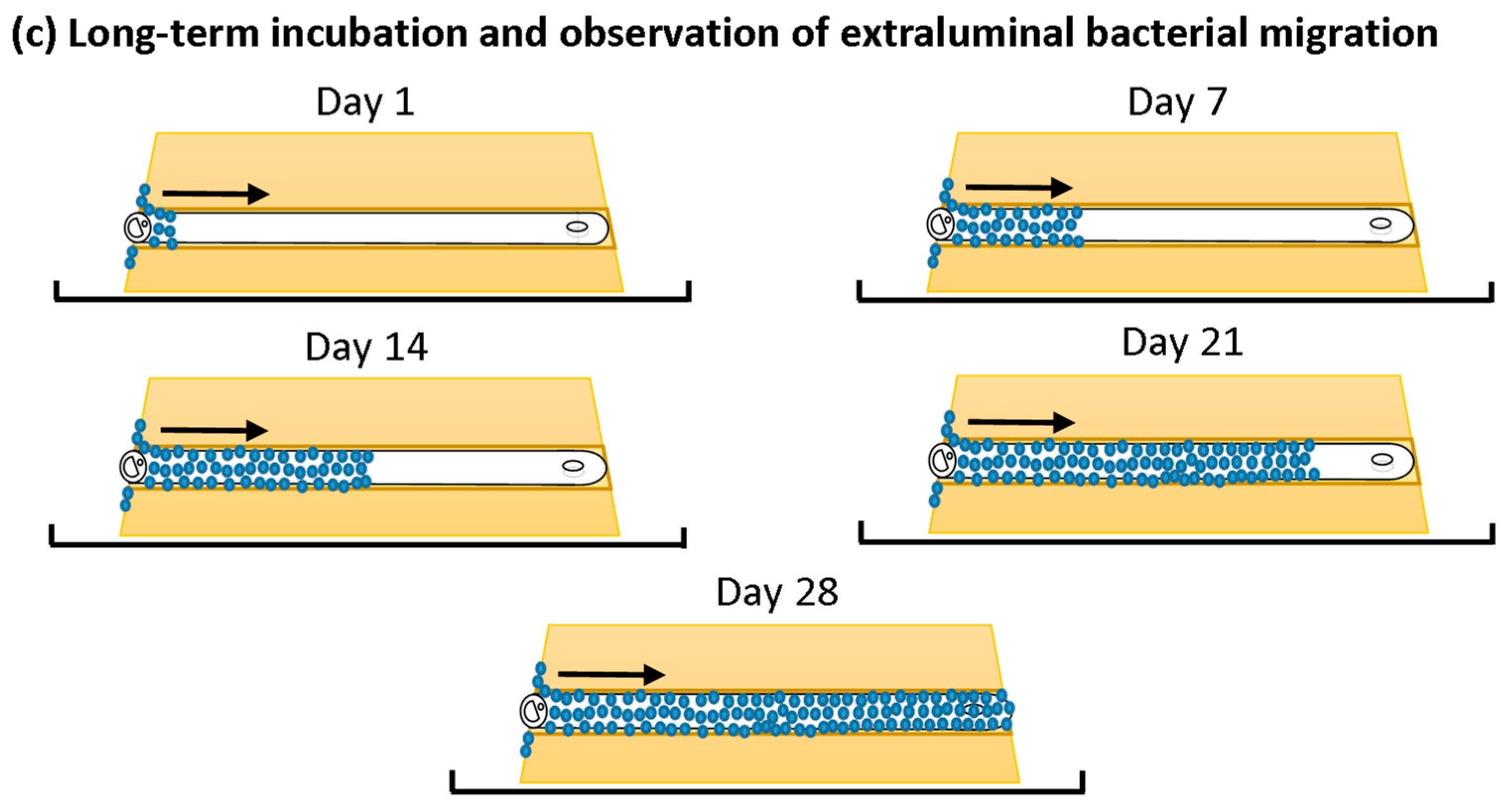 Biomimetics 09 00491 g002b