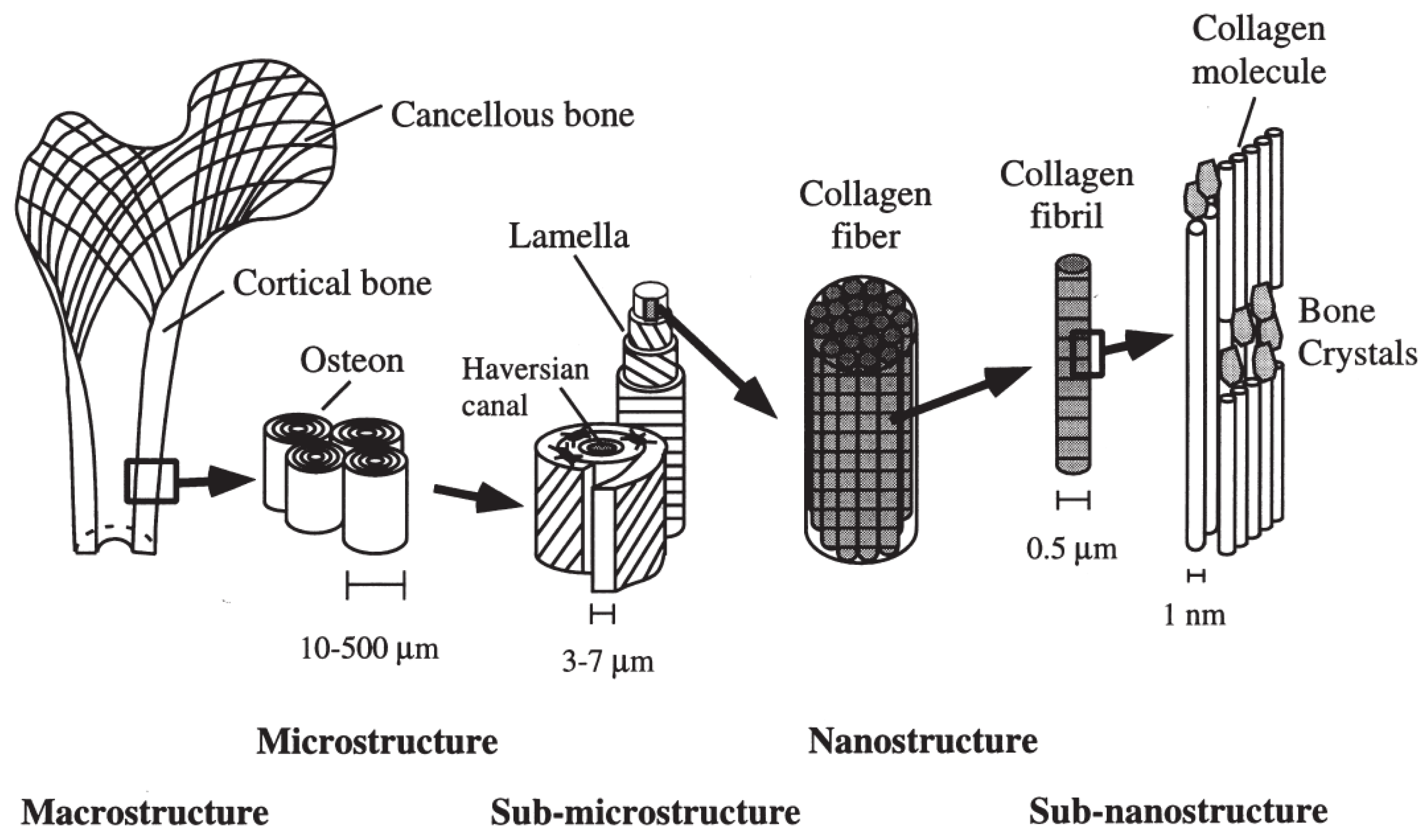 Biomimetics 09 00545 g003