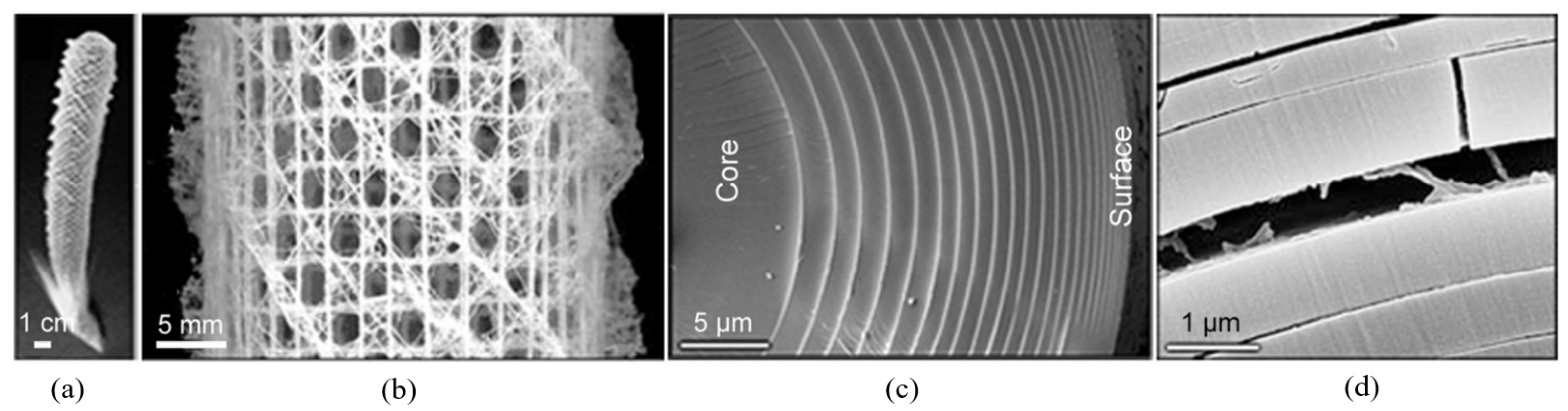 Biomimetics 09 00545 g006