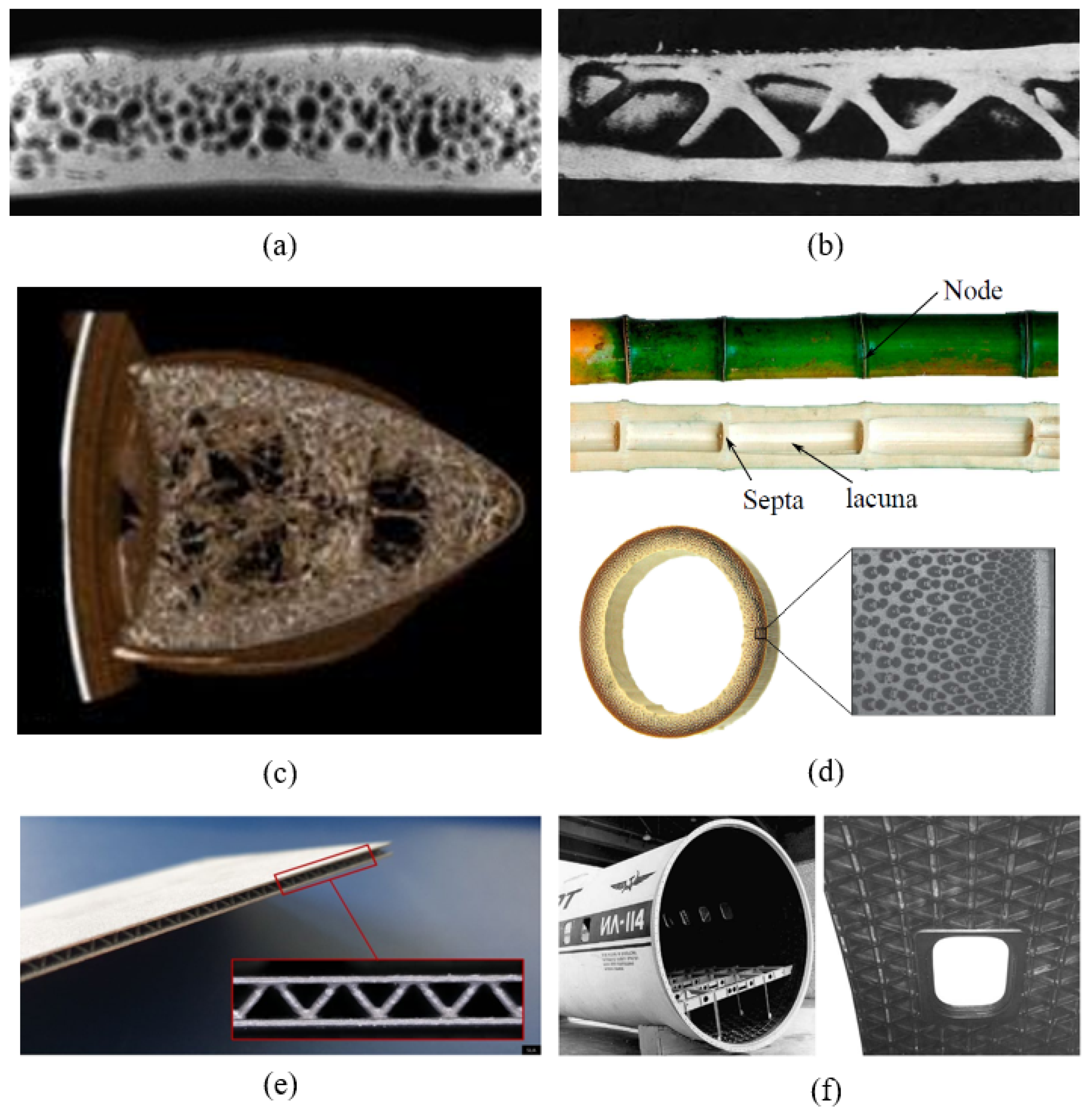 Biomimetics 09 00545 g007
