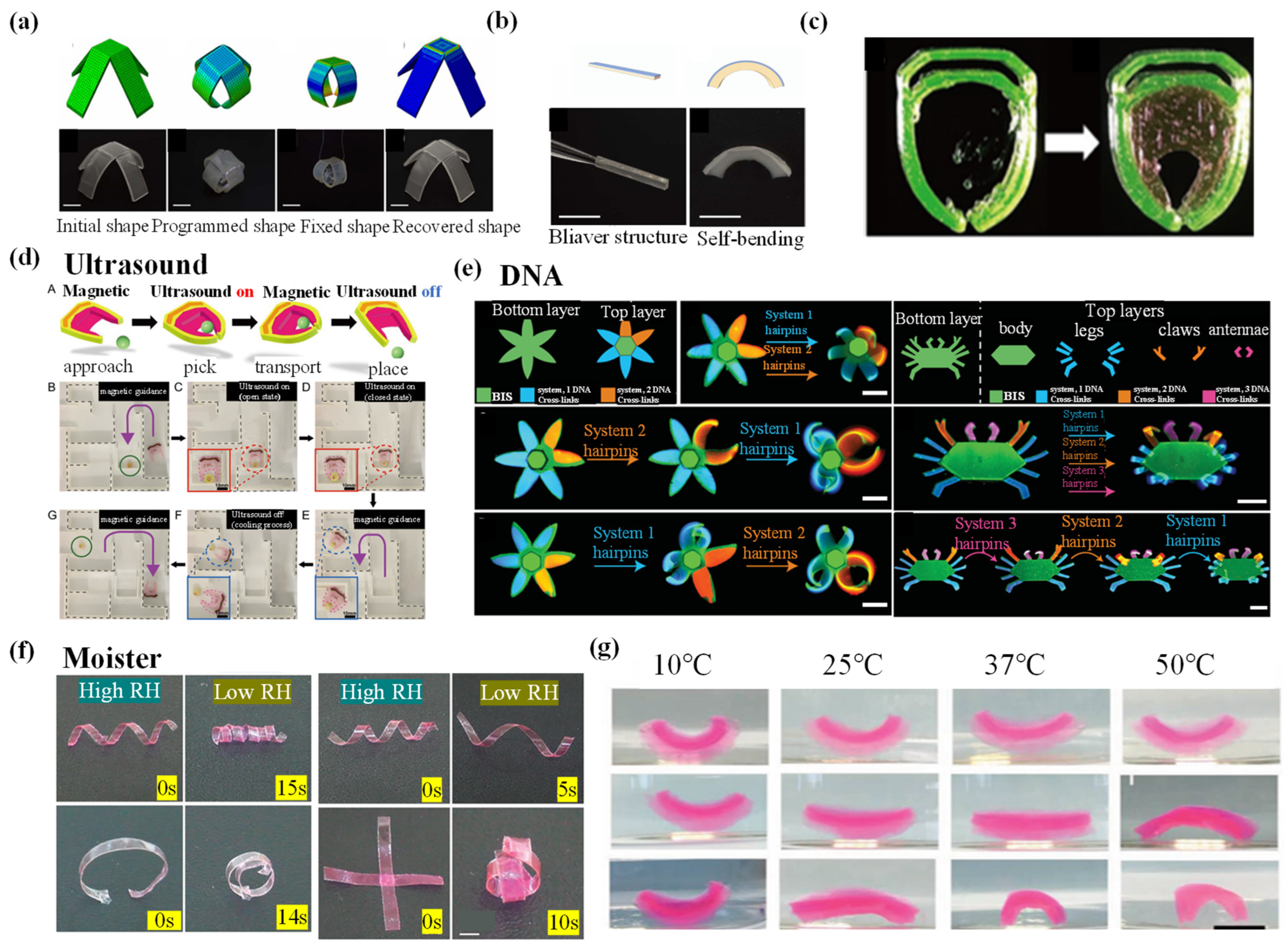 Biomimetics 09 00585 g013