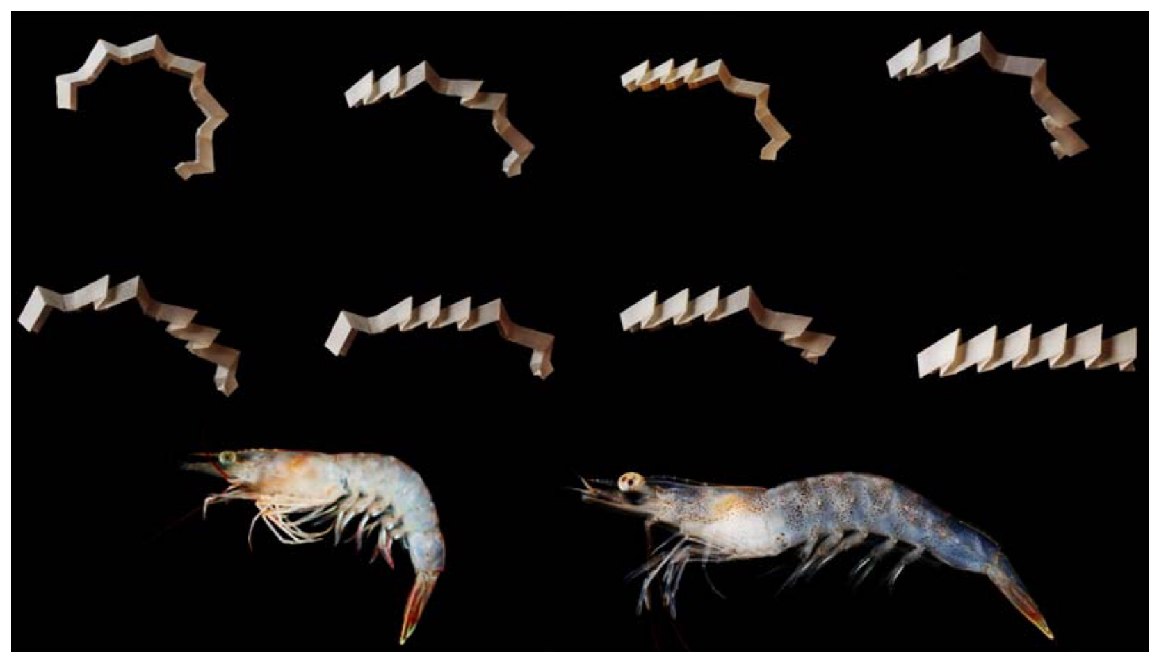 Biomimetics 09 00600 g015