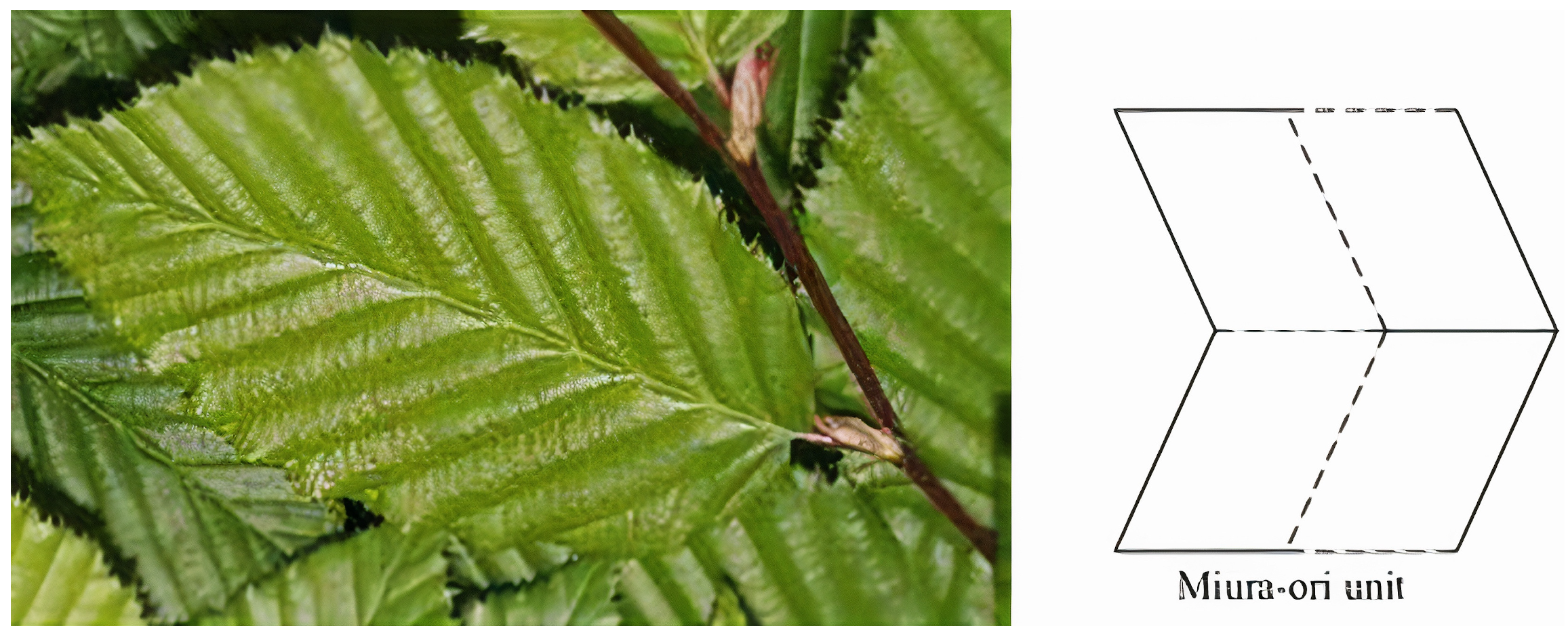 Biomimetics 09 00600 g019