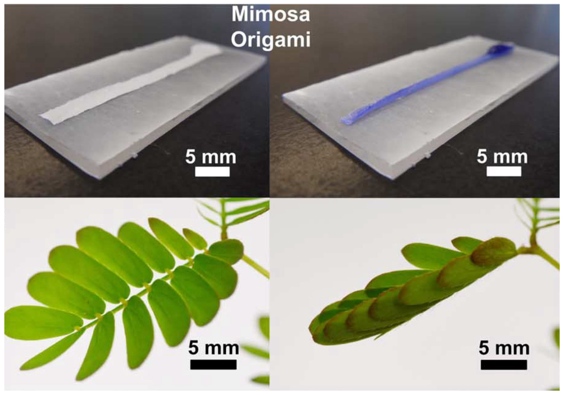 Biomimetics 09 00600 g020