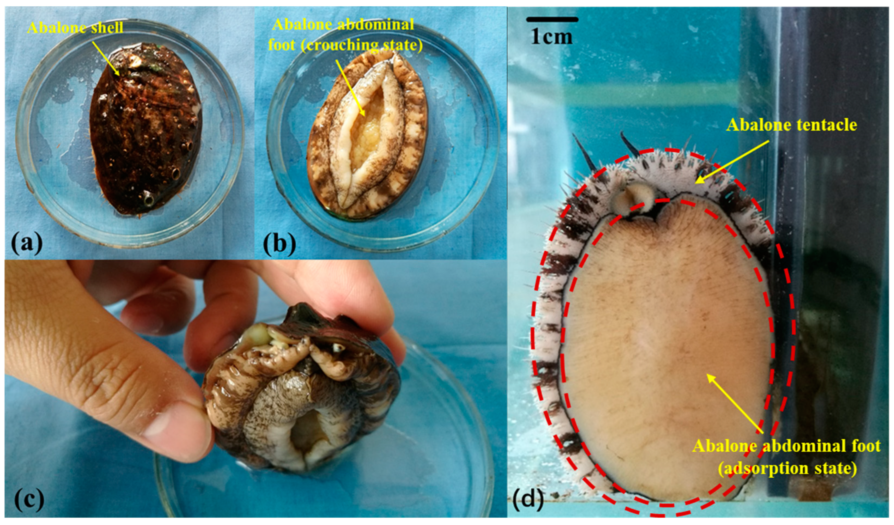 Biomimetics 09 00623 g001