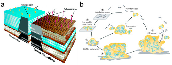 Biomimetics 09 00656 g001