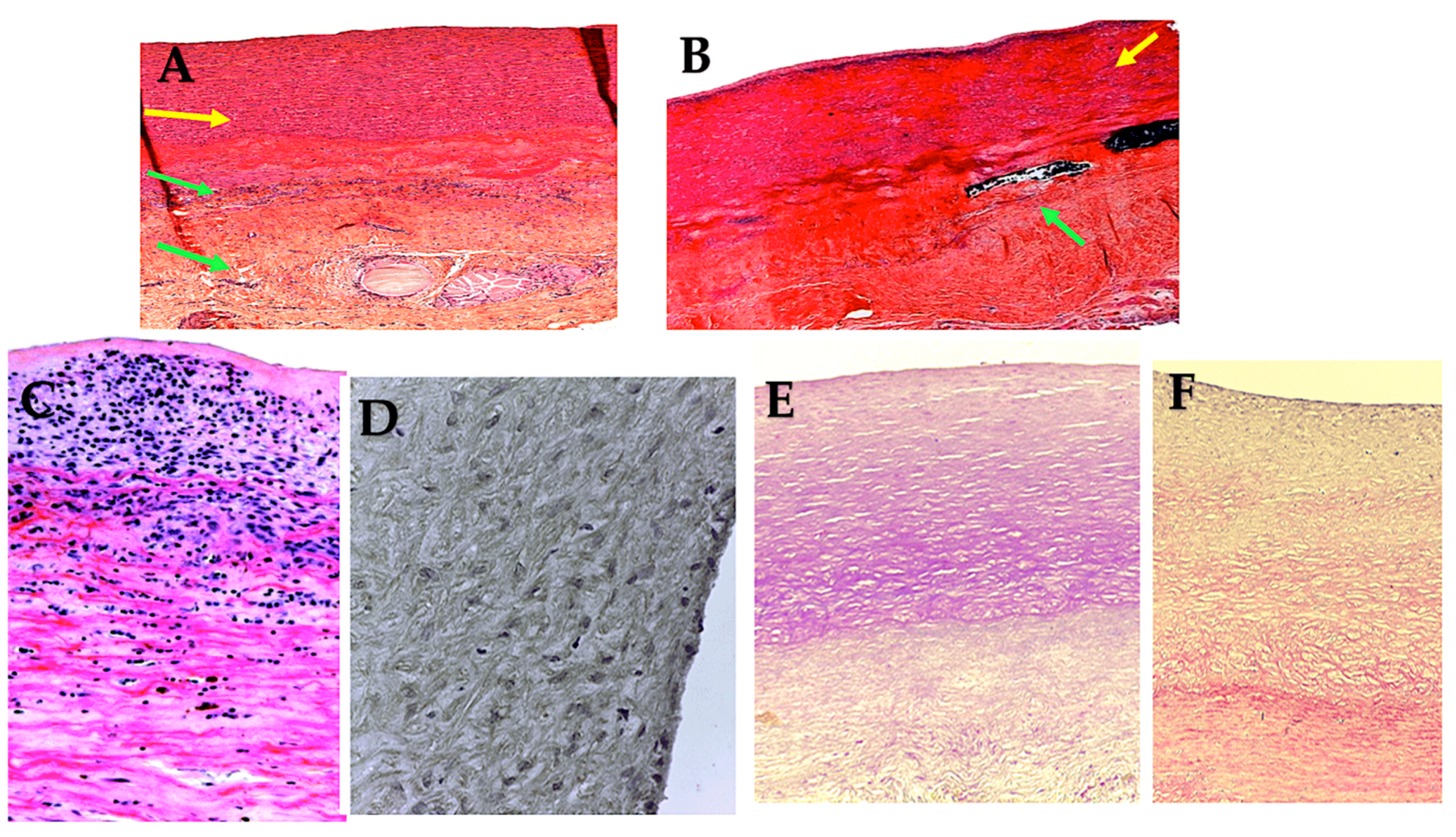 Biomimetics 09 00674 g009 Biomimetics 09 00674 g009