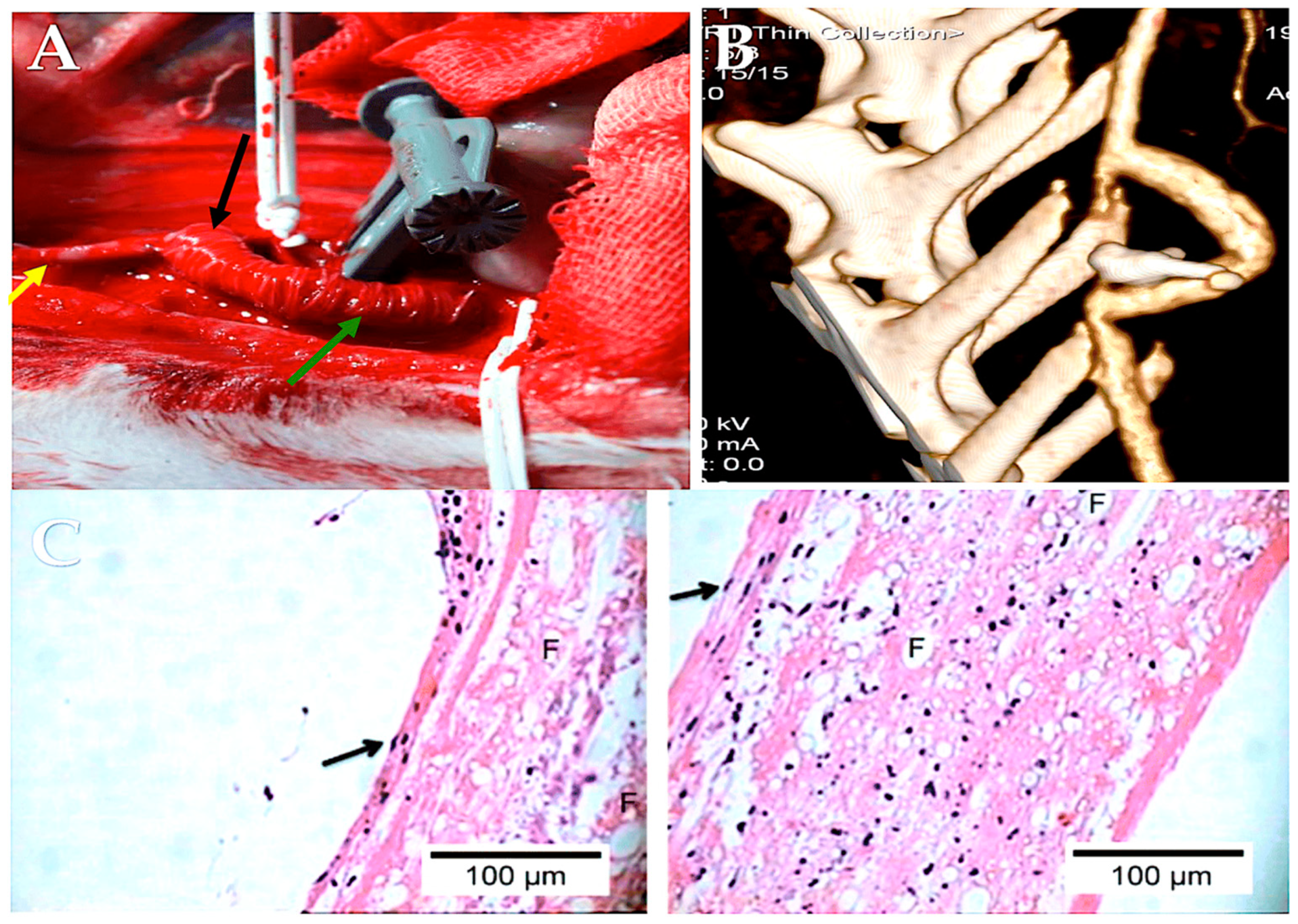 Biomimetics 09 00674 g010 Biomimetics 09 00674 g010