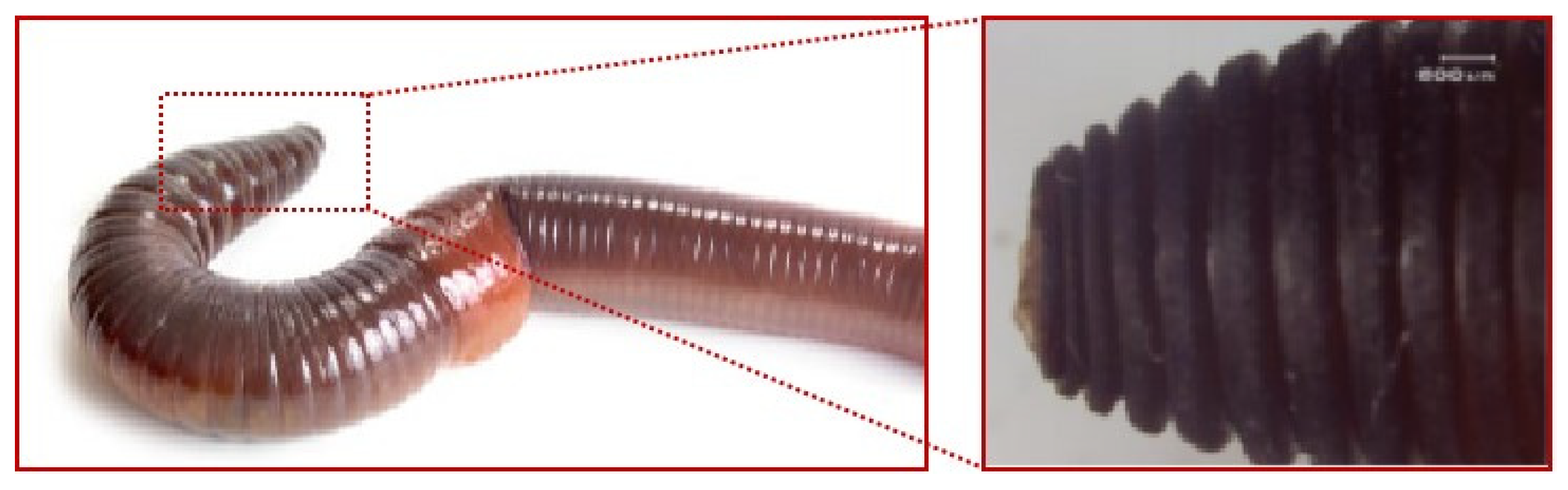 Biomimetics 09 00686 g003 Biomimetics 09 00686 g003