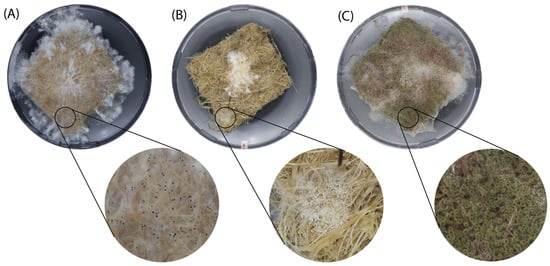 Biomimetics 10 00033 g0a3