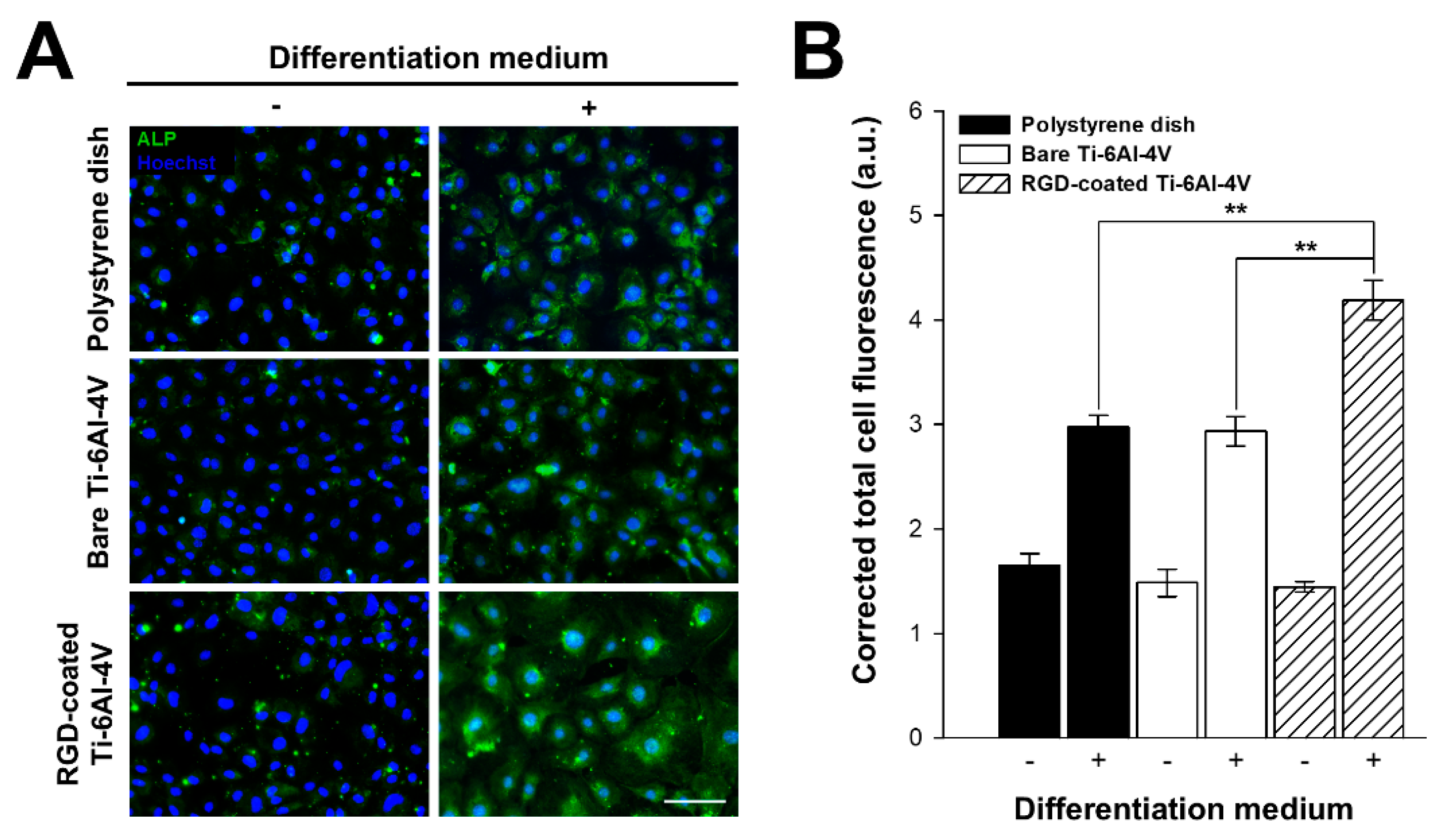 Boston Rgd Mouse Osteoblastic Differentiation and Mitigation of the Inflammatory ...