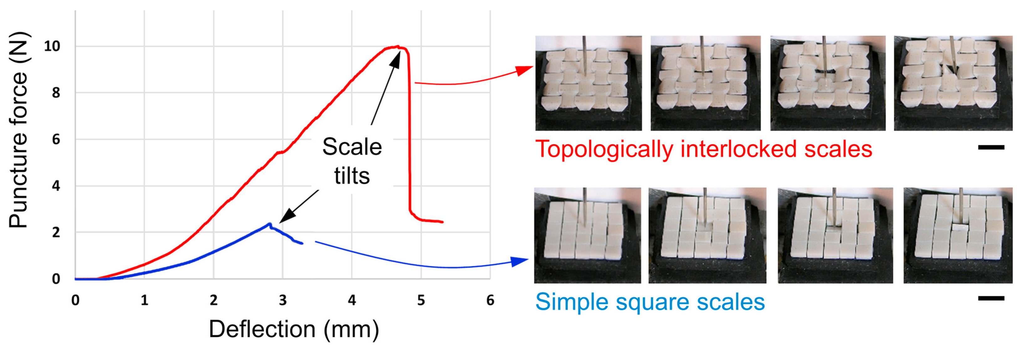 Biomimetics 10 00075 g004