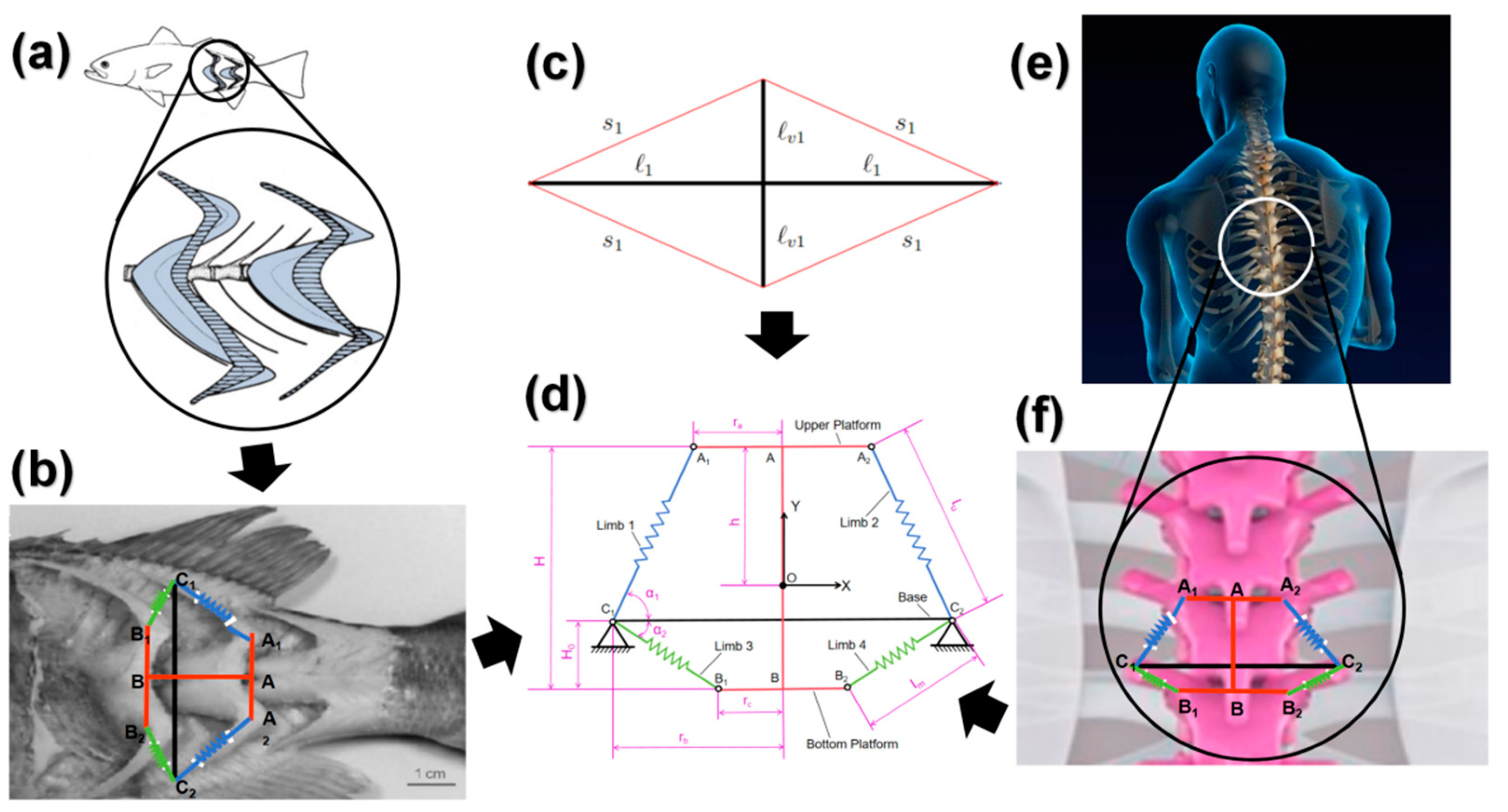 Biomimetics 10 00084 g001
