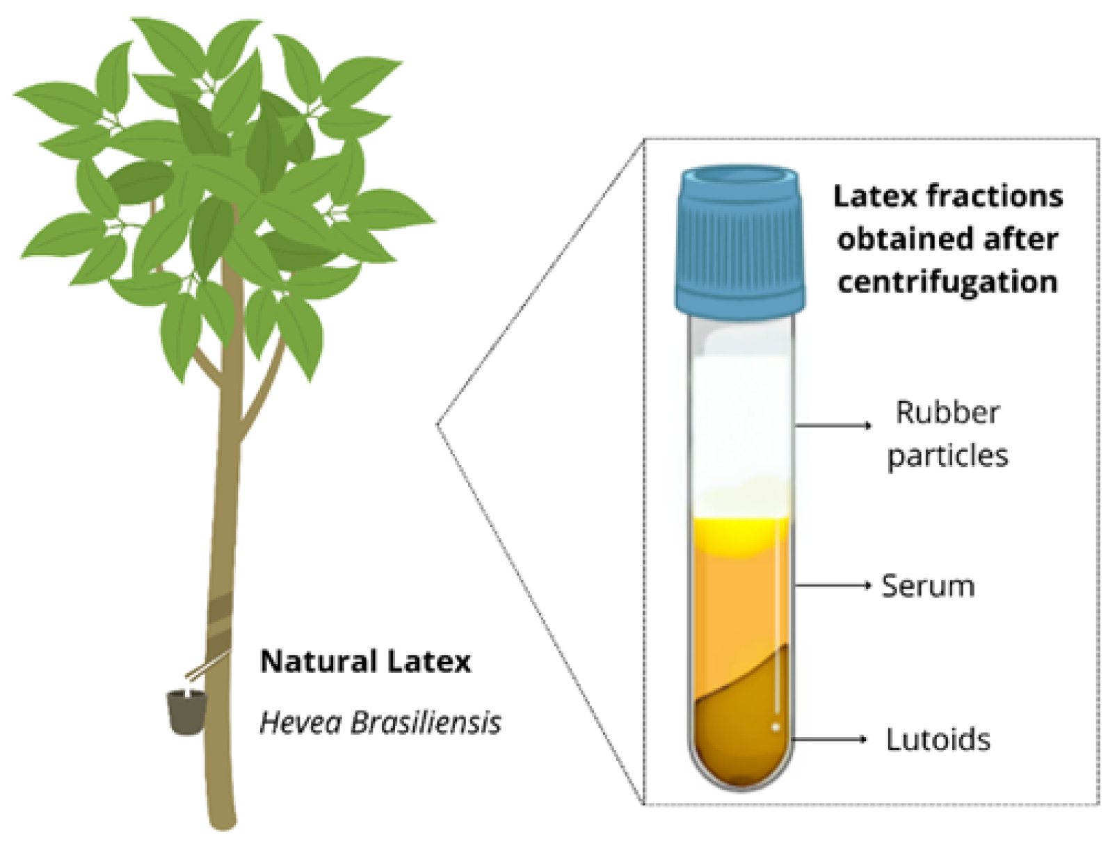 Biomimetics 10 00085 g001