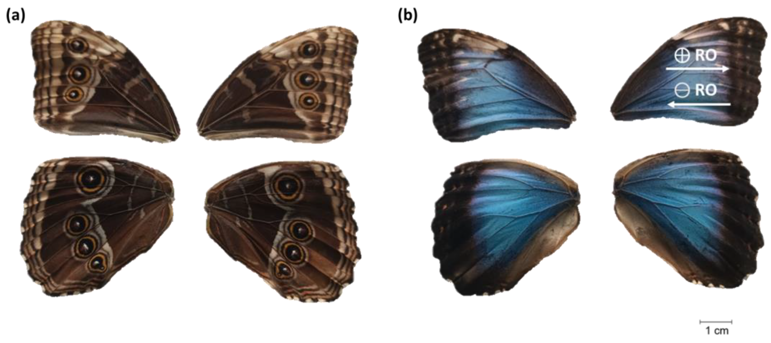 Biomimetics 10 00089 g001