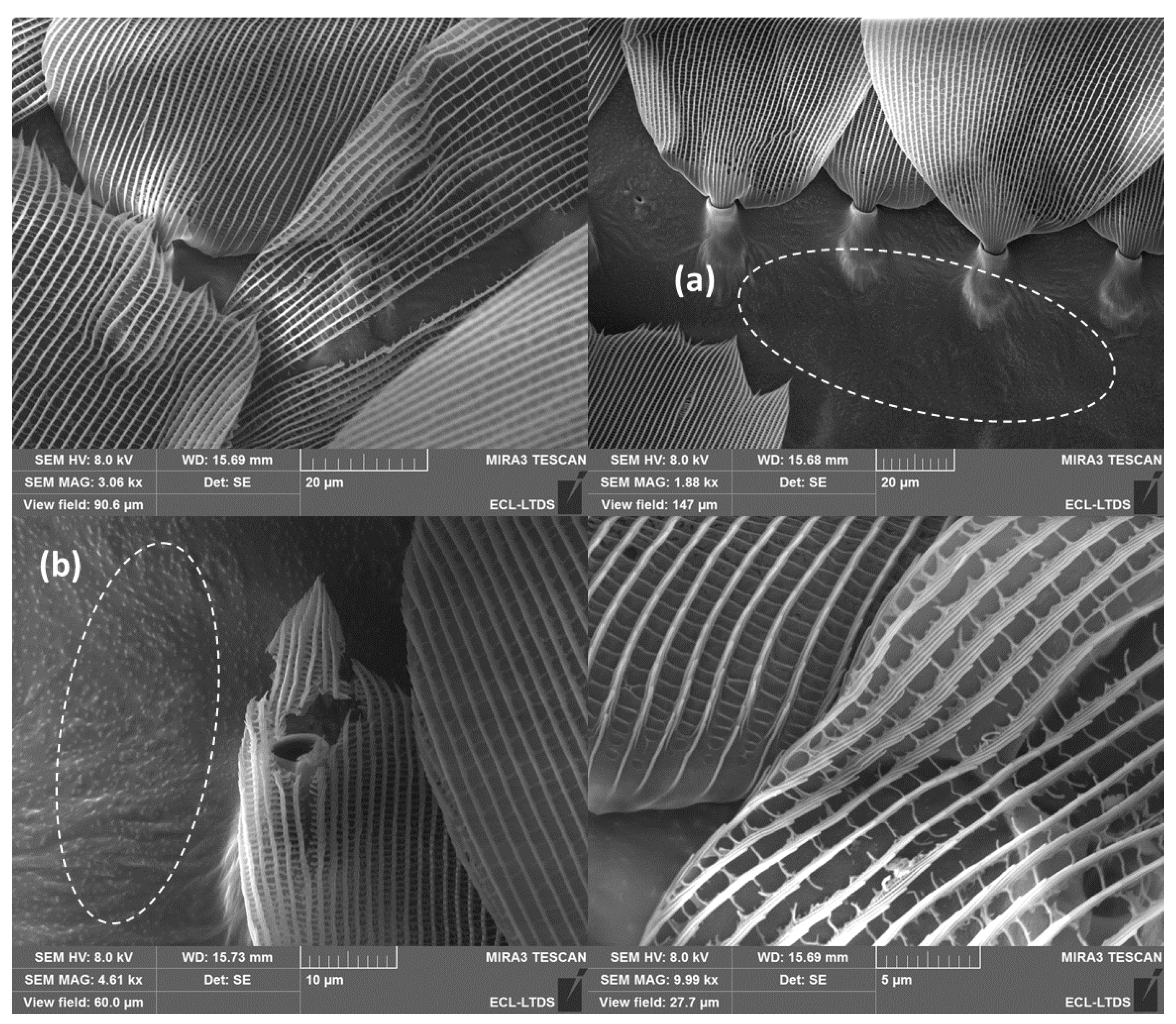 Biomimetics 10 00089 g007