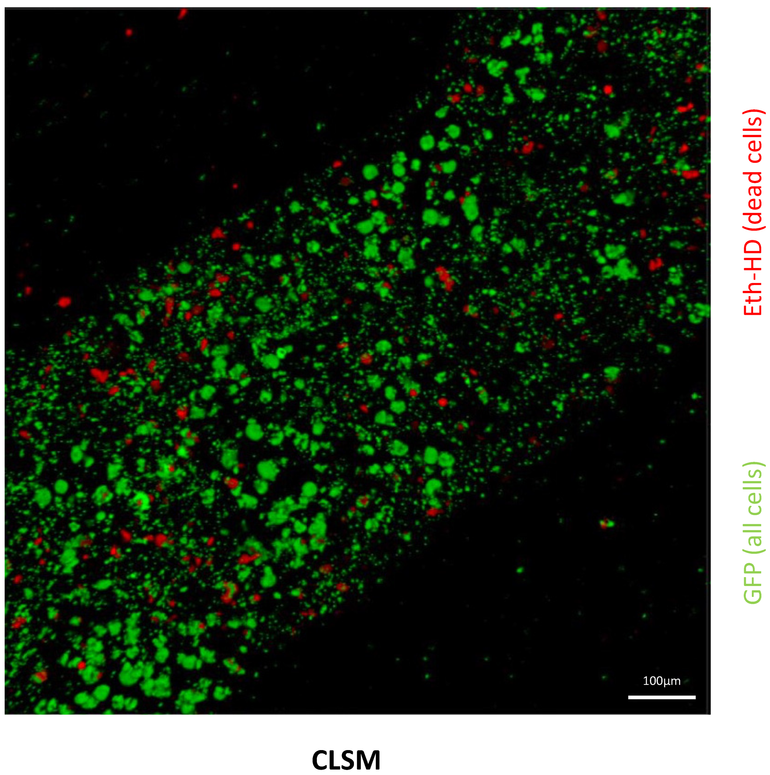 Biomimetics 10 00117 g002
