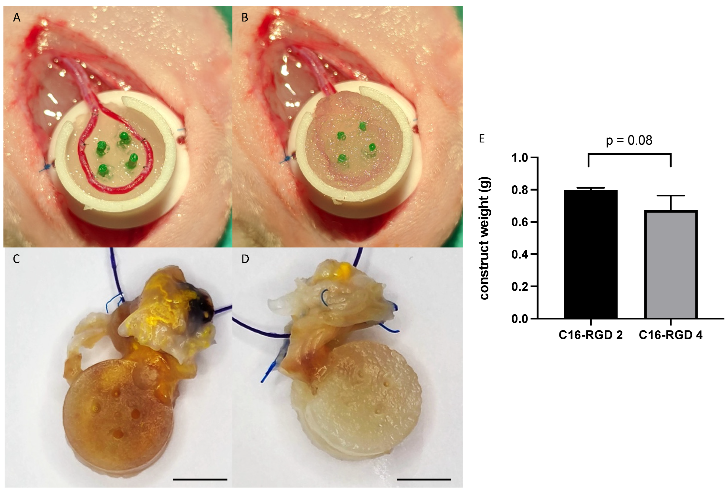 Biomimetics 10 00117 g003