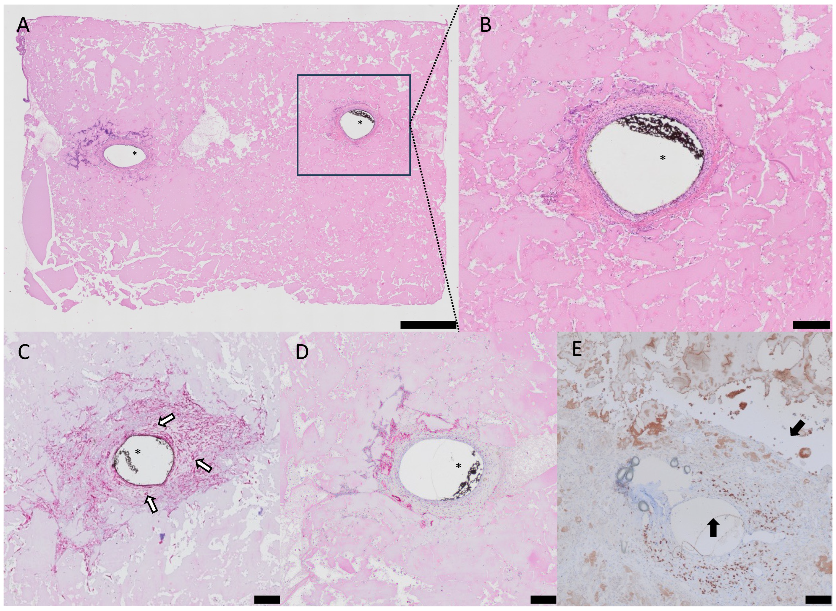 Biomimetics 10 00117 g004