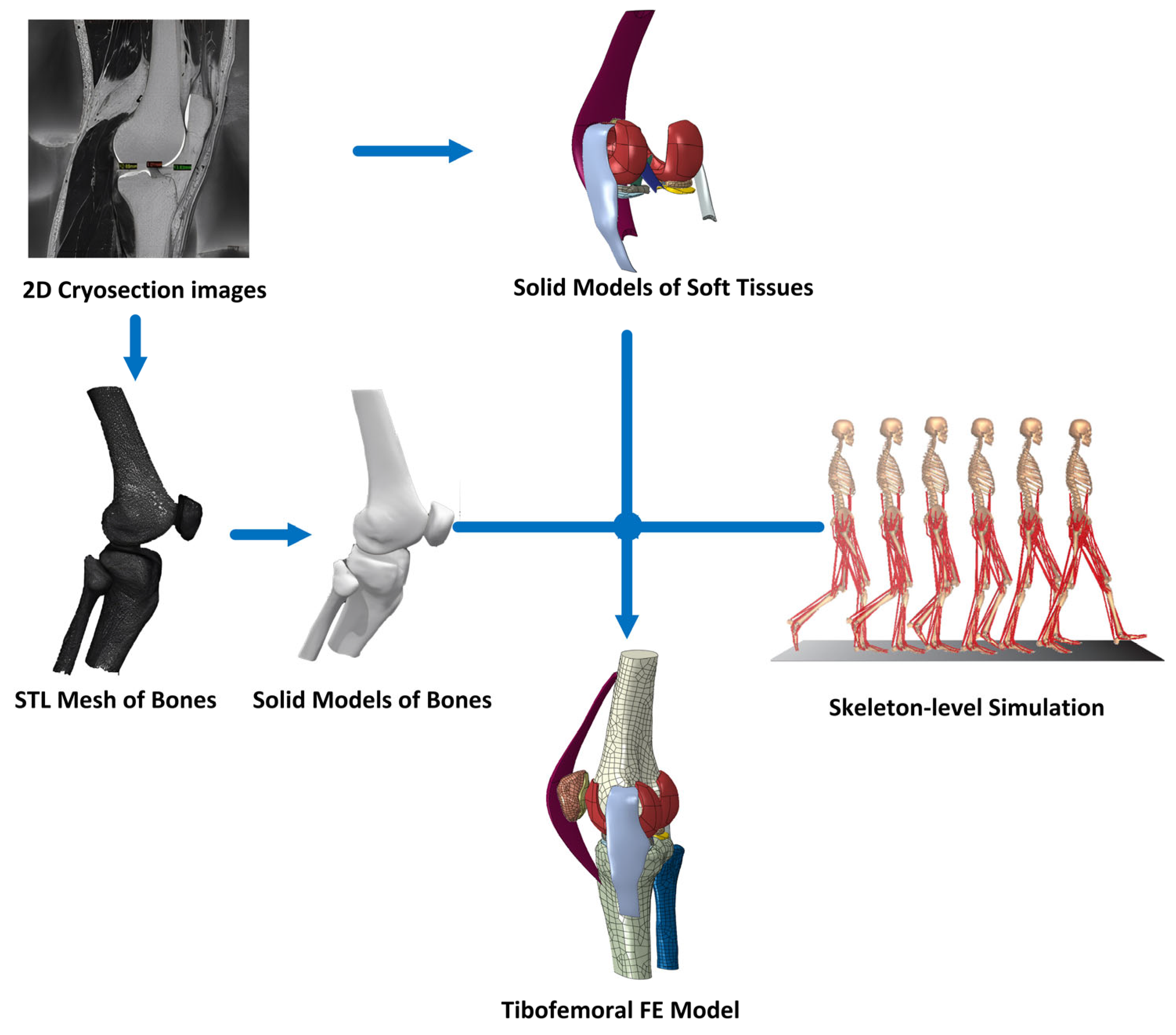 Biomimetics 10 00119 g002