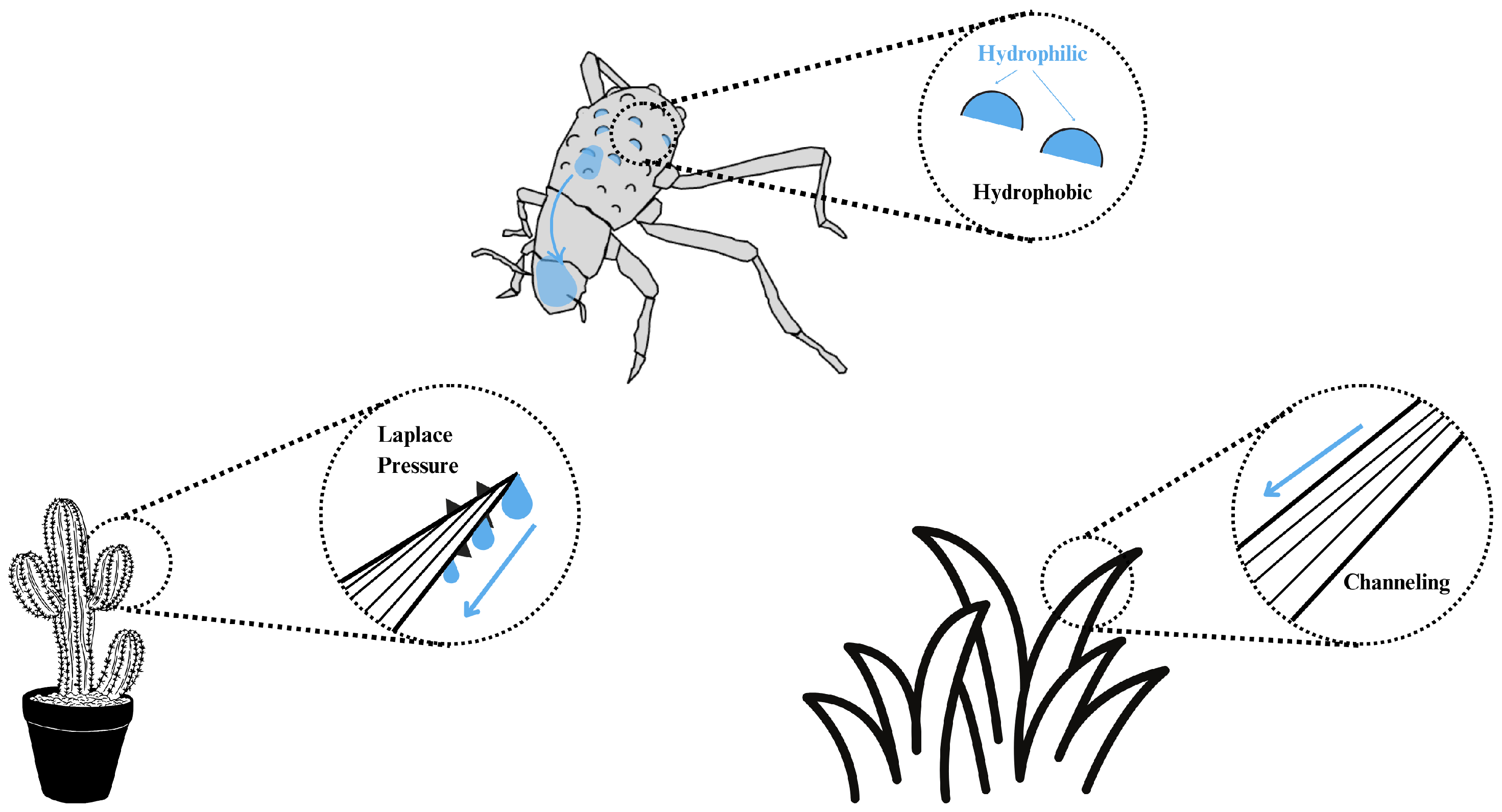 Biomimetics 10 00143 g001 Biomimetics 10 00143 g001