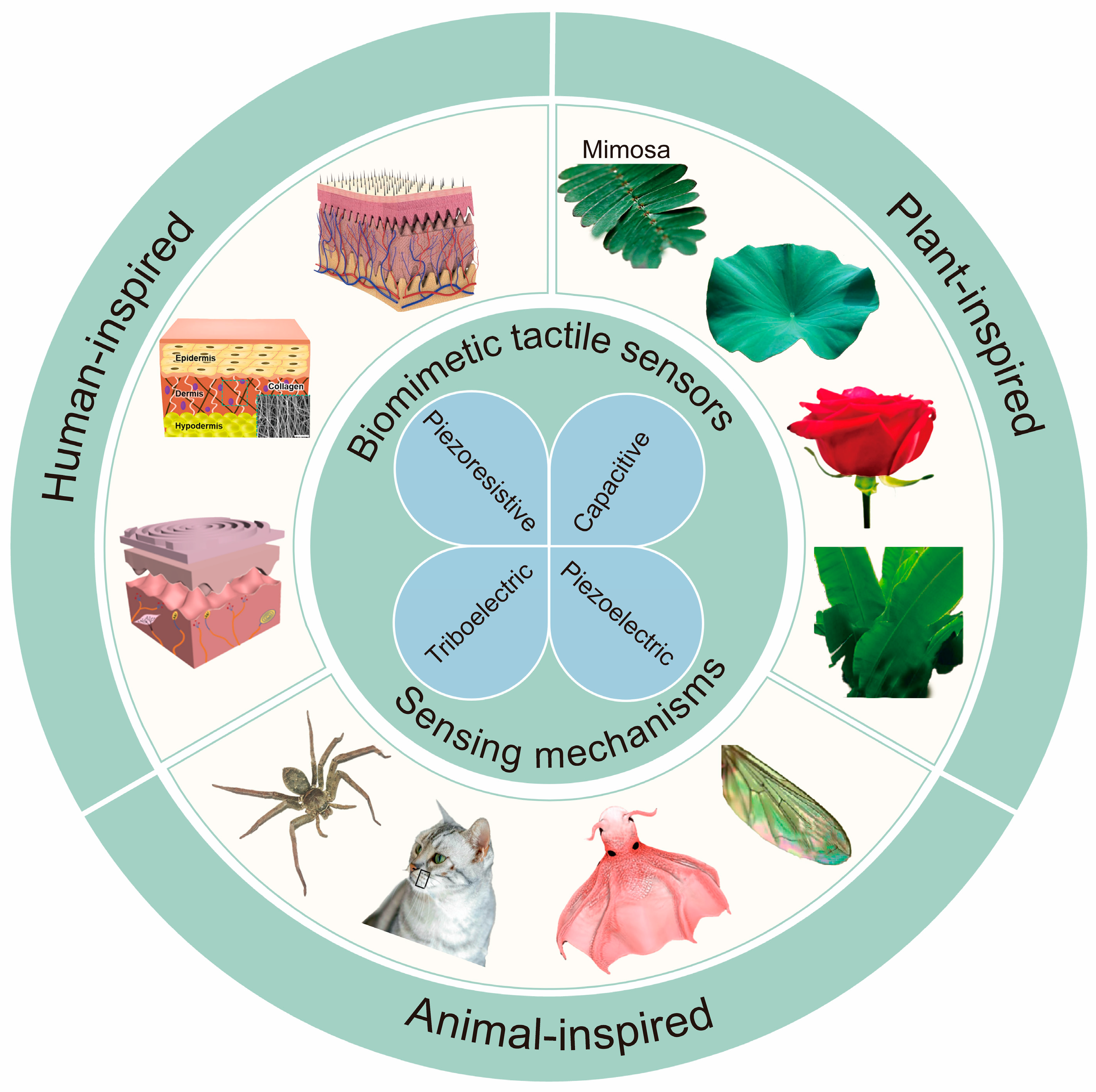 Biomimetics 10 00147 g001