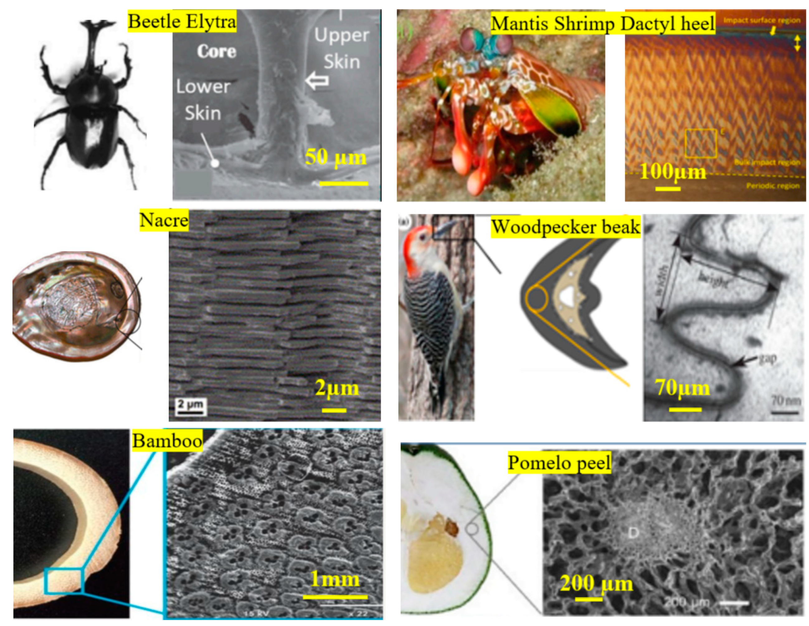 Biomimetics 10 00150 g001