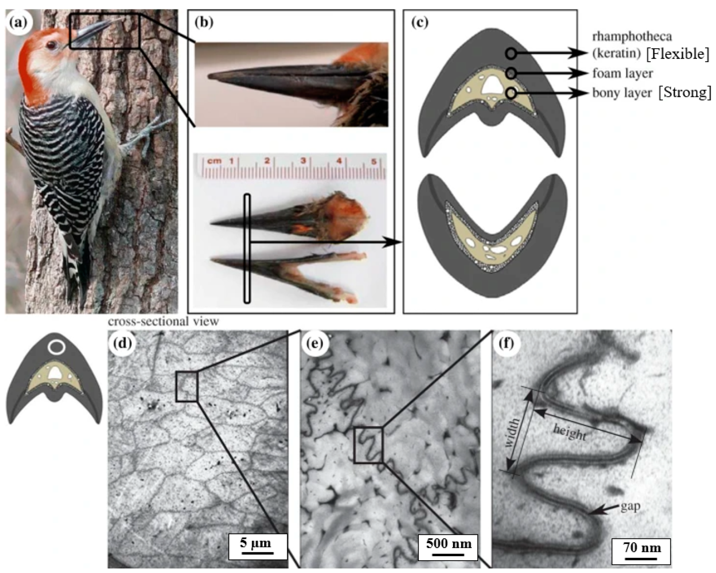Biomimetics 10 00150 g009
