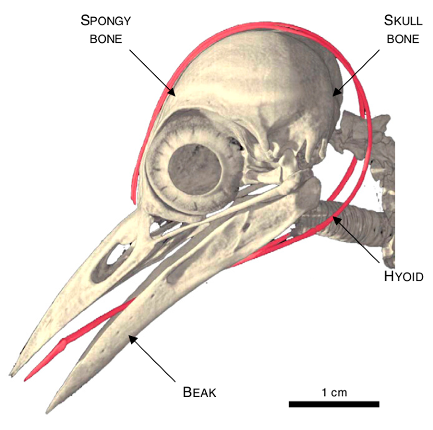 Biomimetics 10 00150 g010