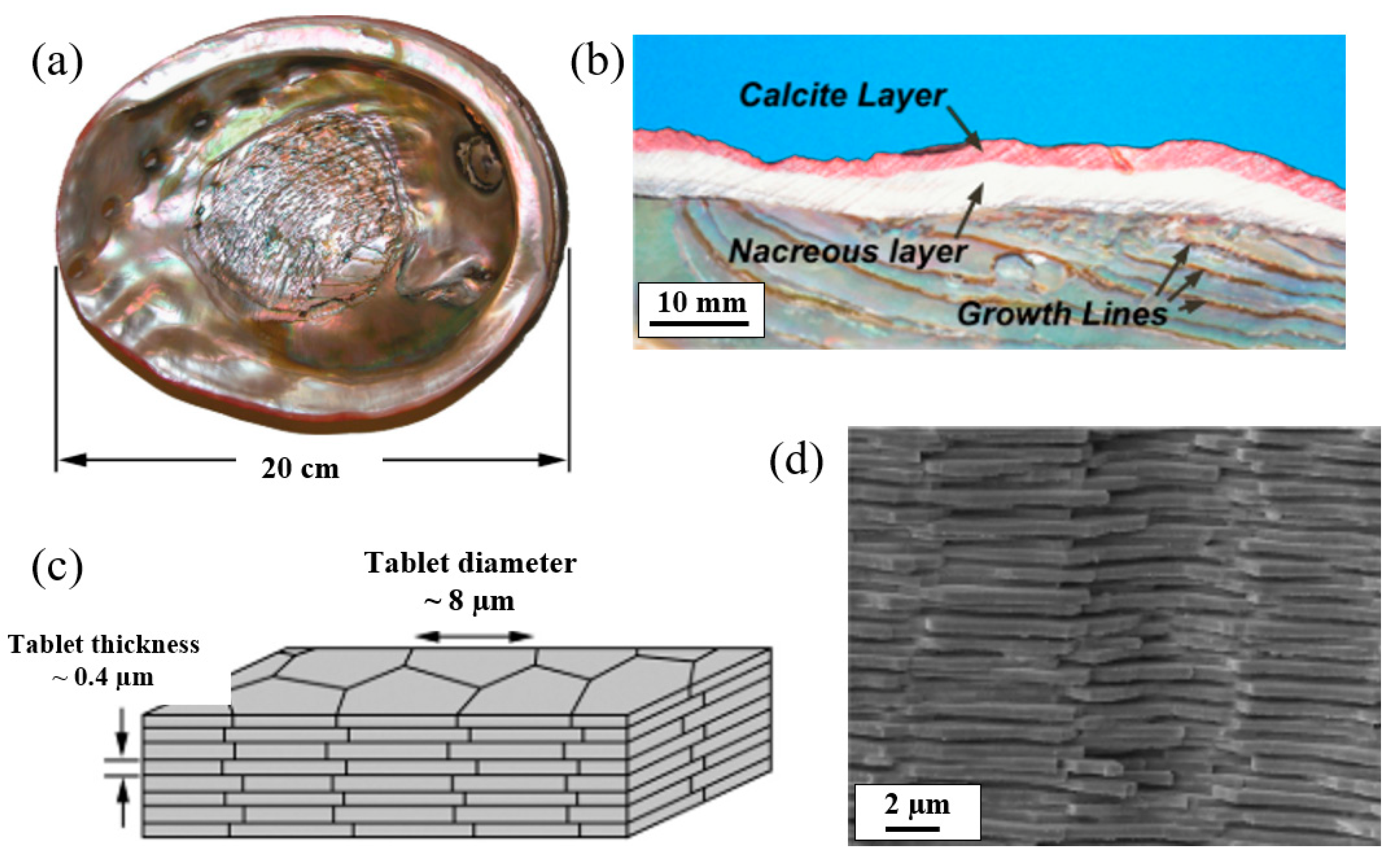 Biomimetics 10 00150 g011