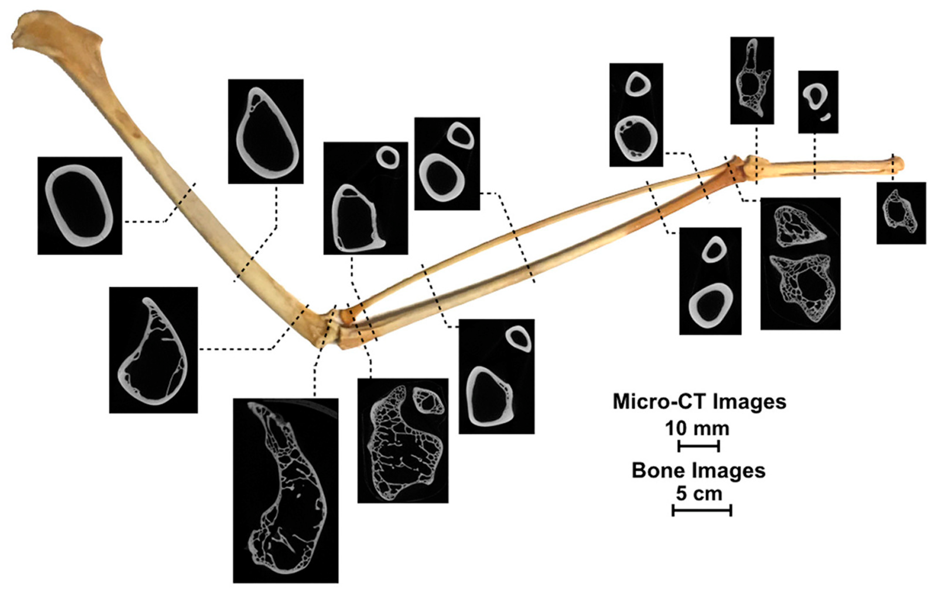 Biomimetics 10 00150 g013