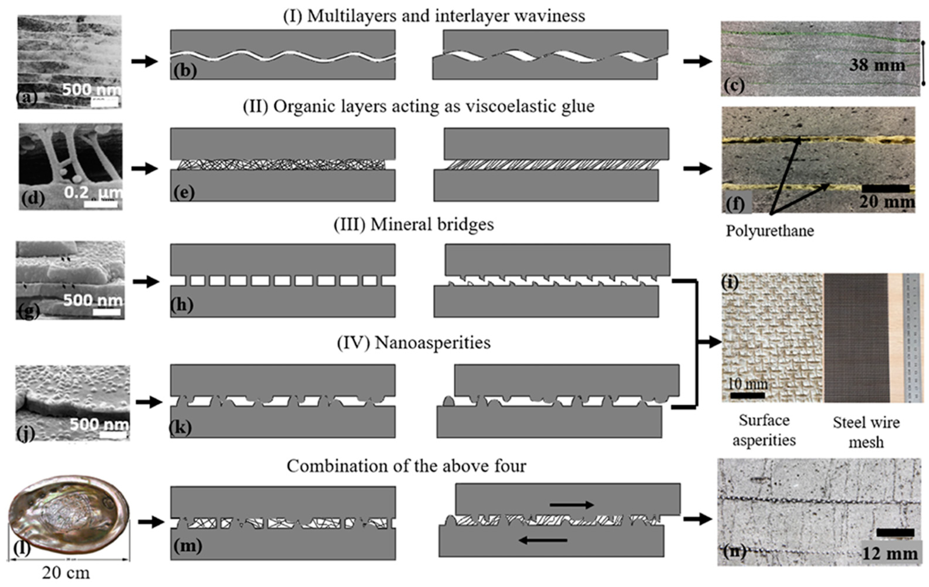 Biomimetics 10 00150 g018