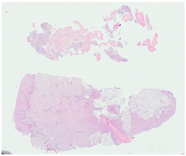 Biomimetics 10 00165 i003
