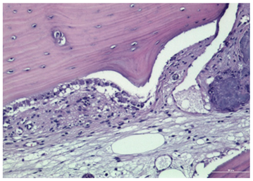 Biomimetics 10 00165 i004