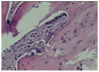 Biomimetics 10 00165 i005