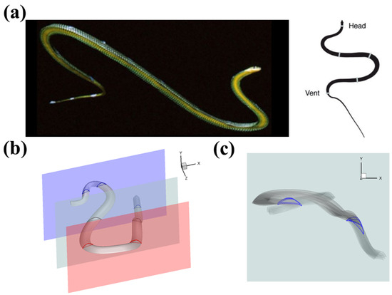 Biomimetics 10 00174 g001