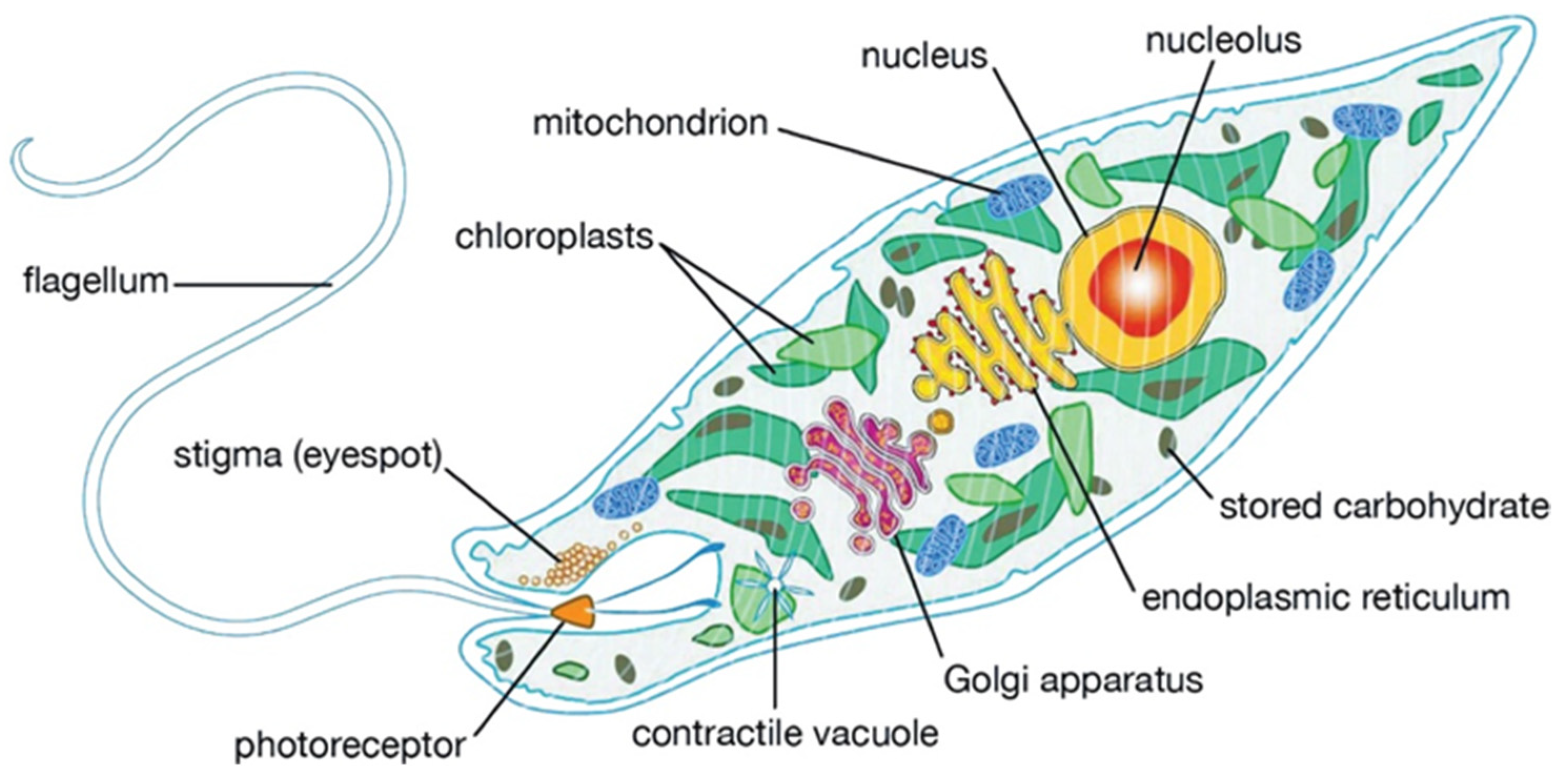 Biomimetics 10 00201 g001