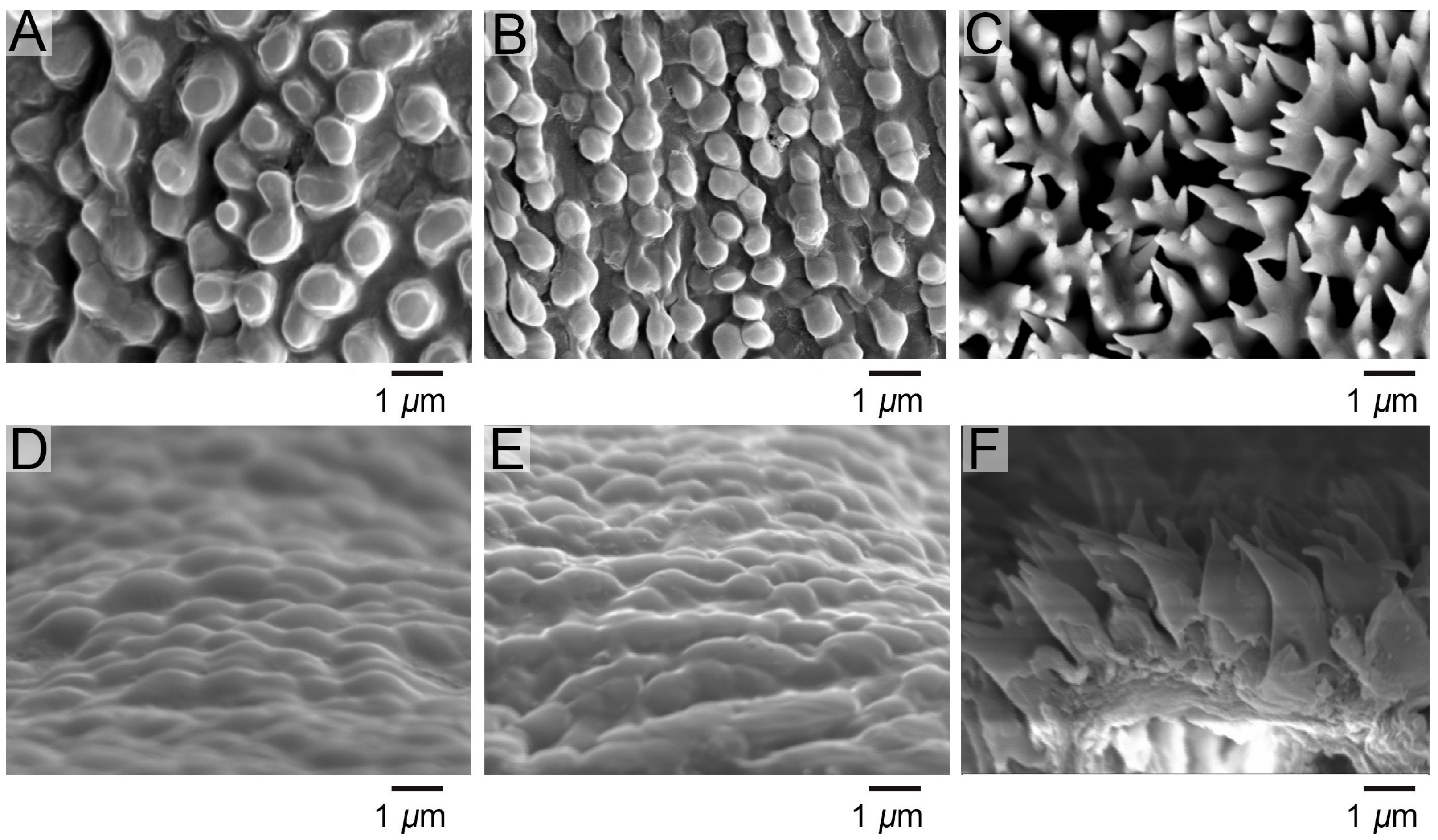 Biomimetics 10 00251 g002