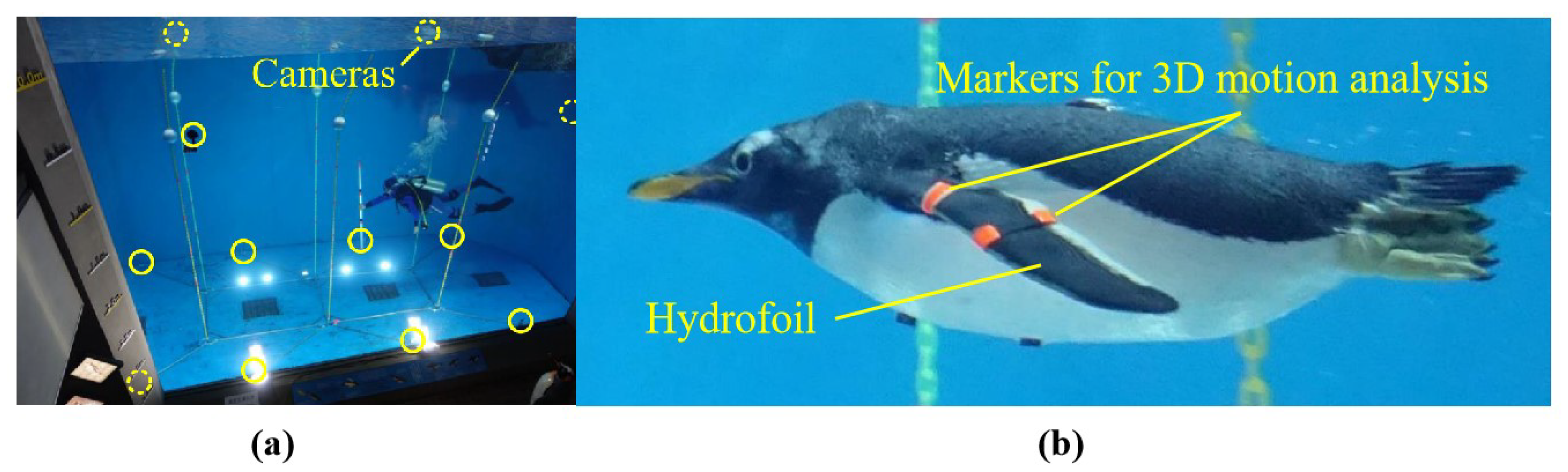 Biomimetics 10 00272 g003