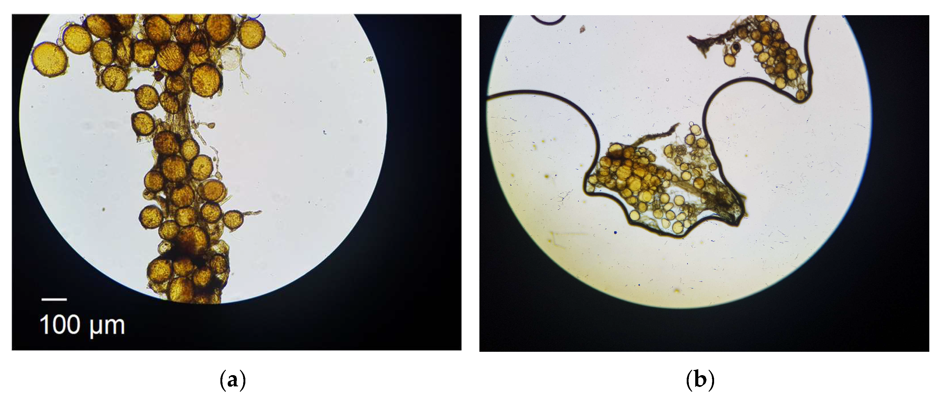 Biomimetics 10 00290 g001 Biomimetics 10 00290 g001