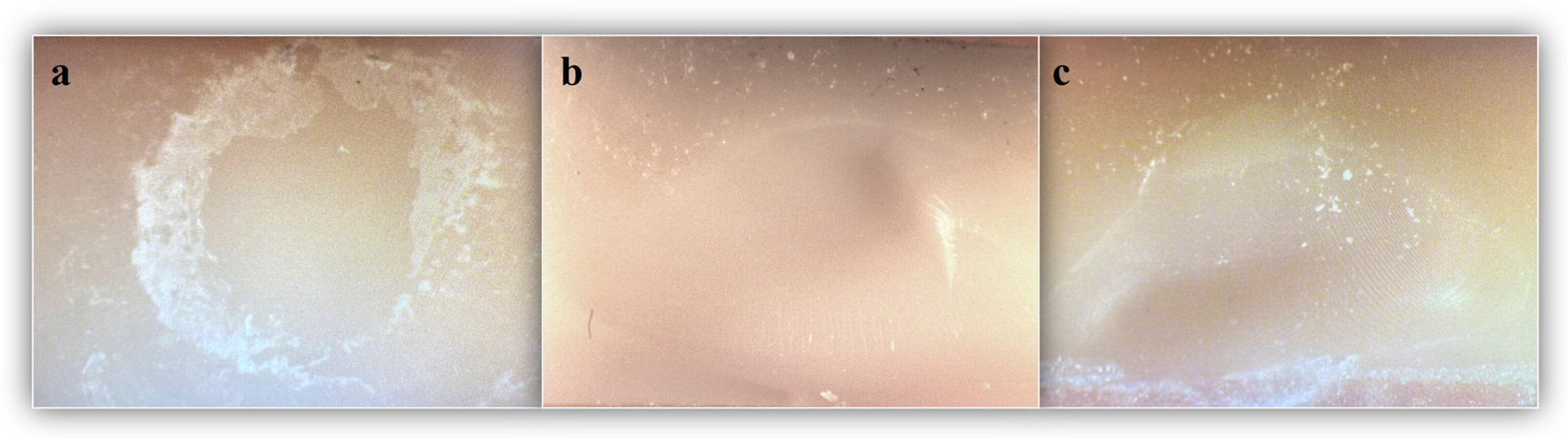 Biomimetics 10 00433 g002