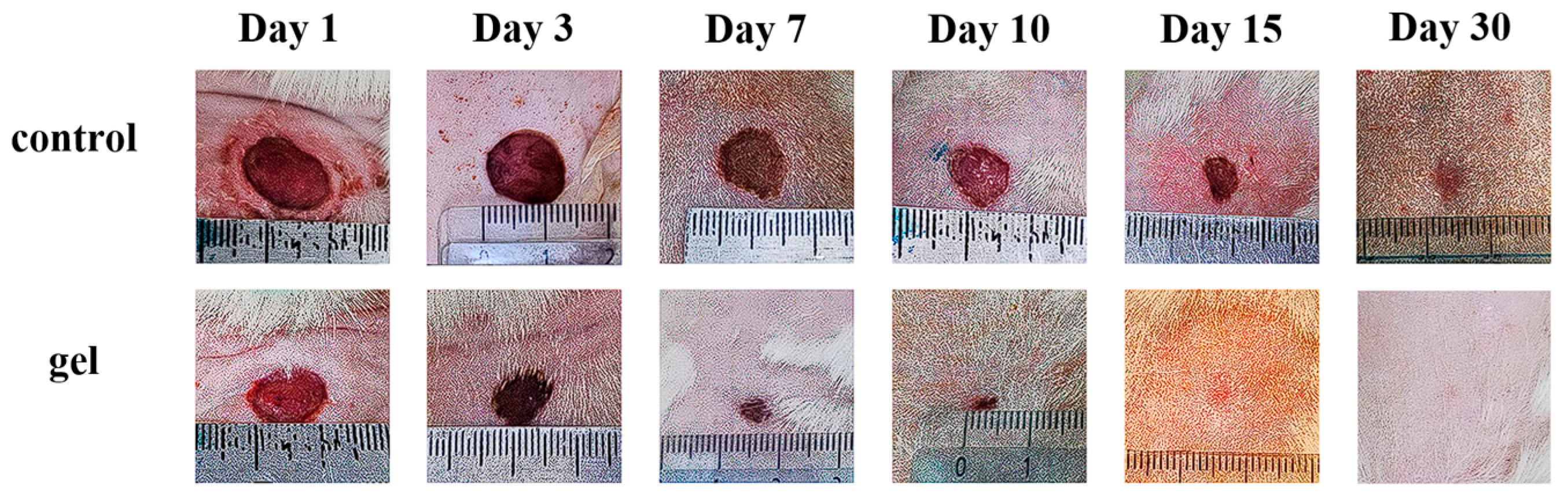 Biomimetics 10 00434 g005