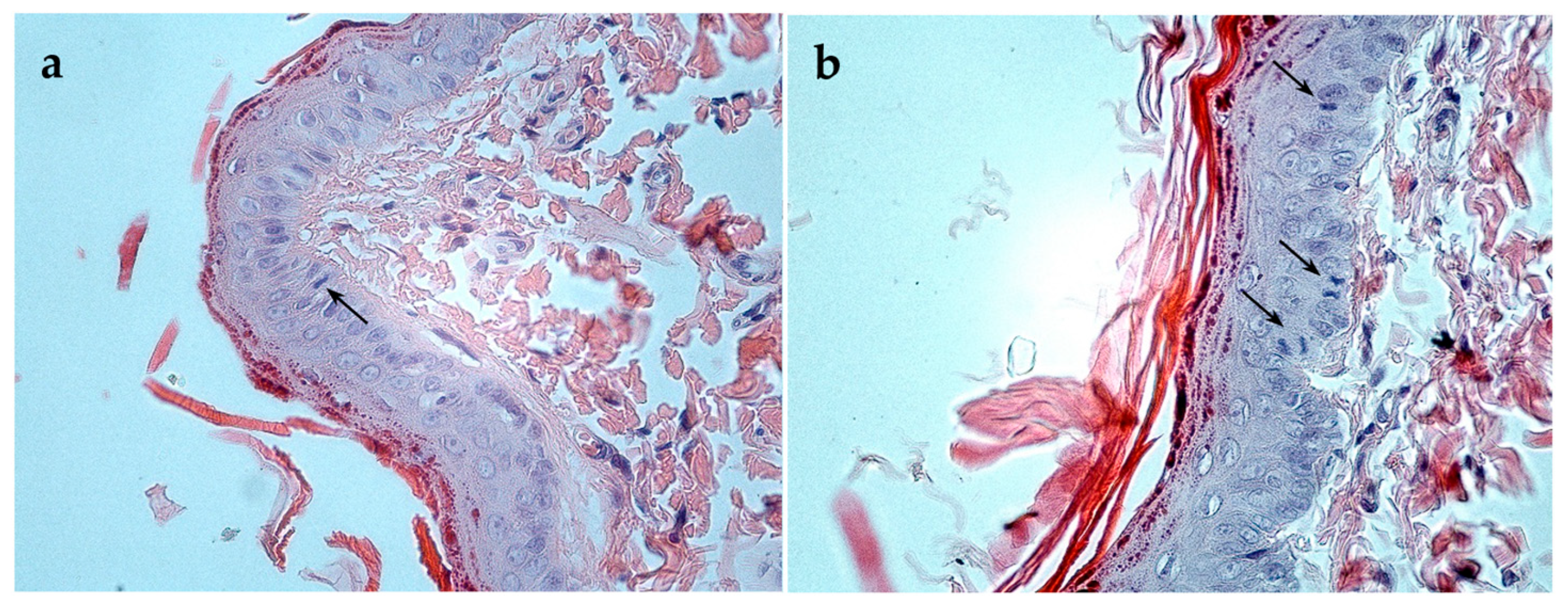 Biomimetics 10 00434 g007