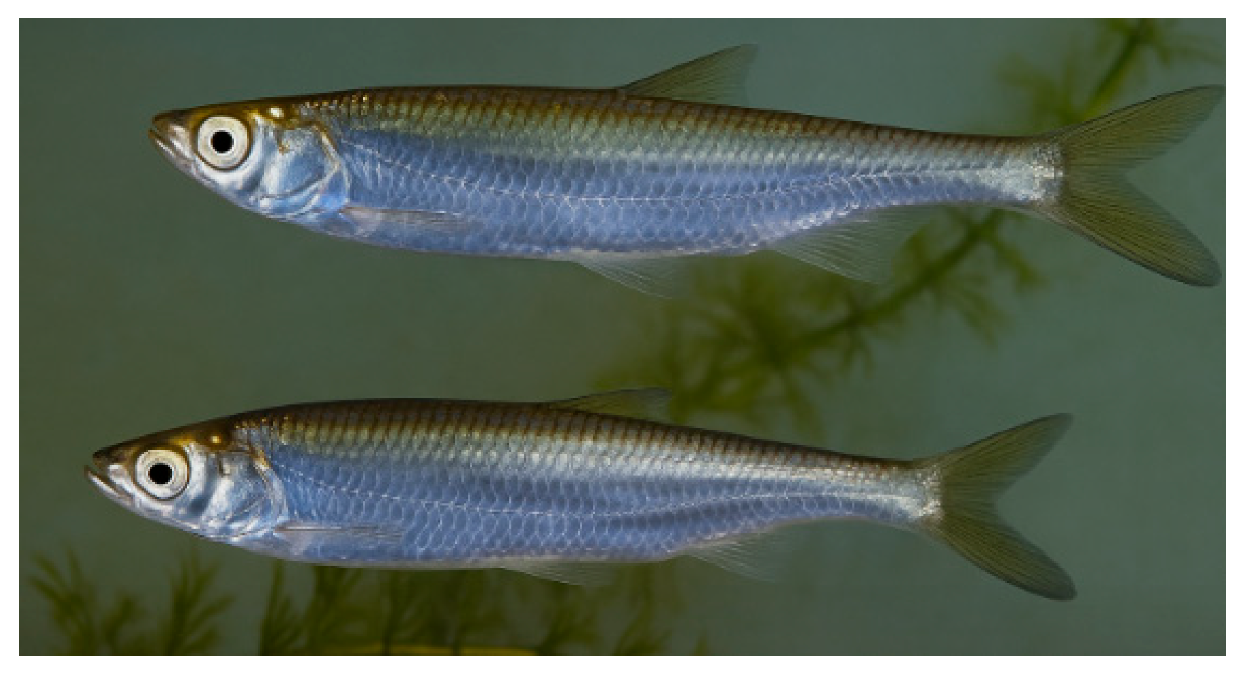 Biomimetics 10 00445 g001